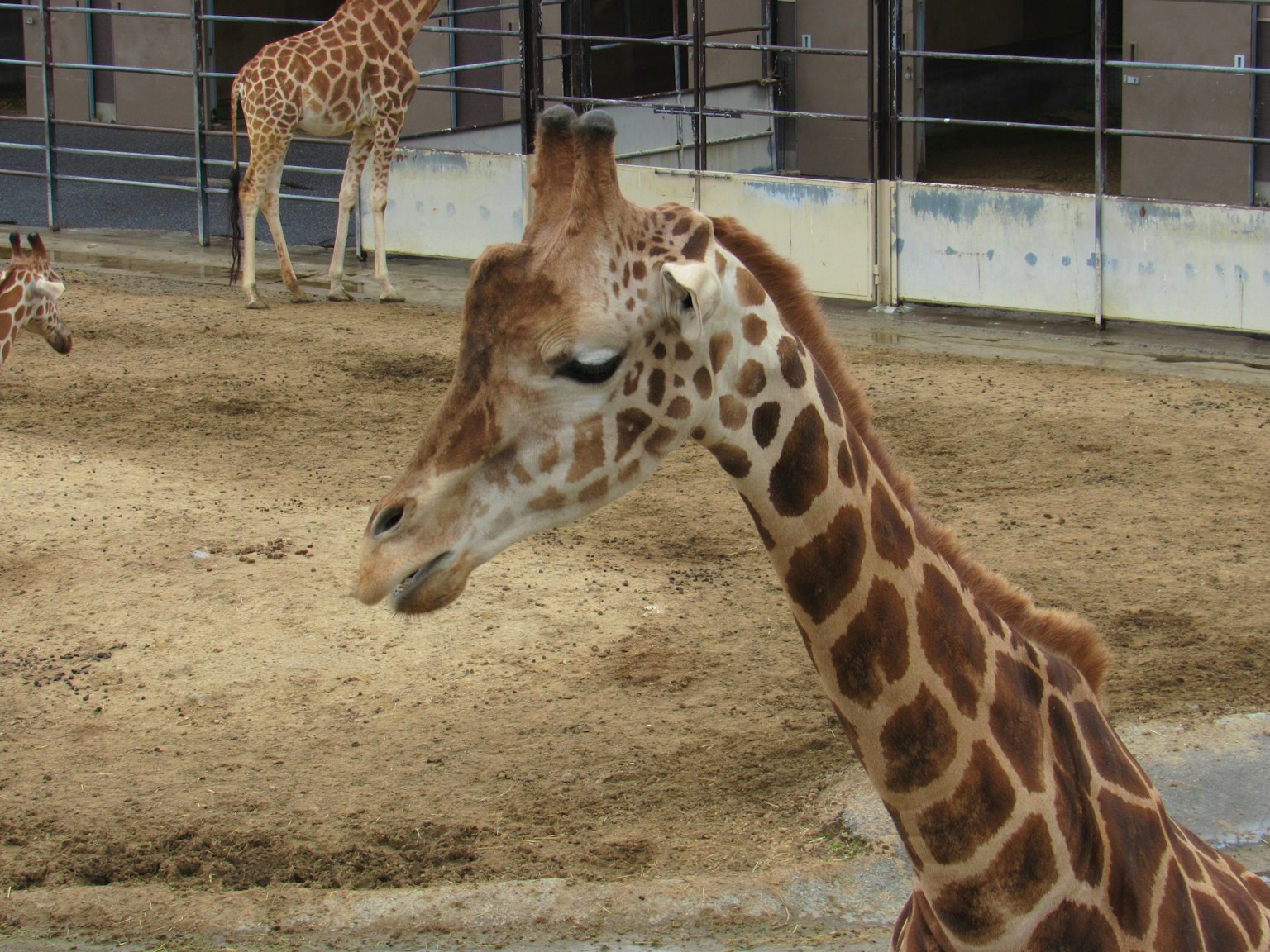 Un primo piano di una giraffa con il collo inclinato e altre giraffe sullo sfondo
