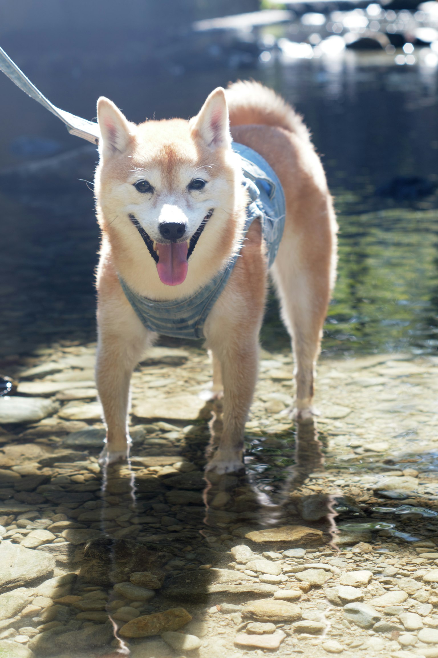 Happy Shiba Inu standing in shallow water