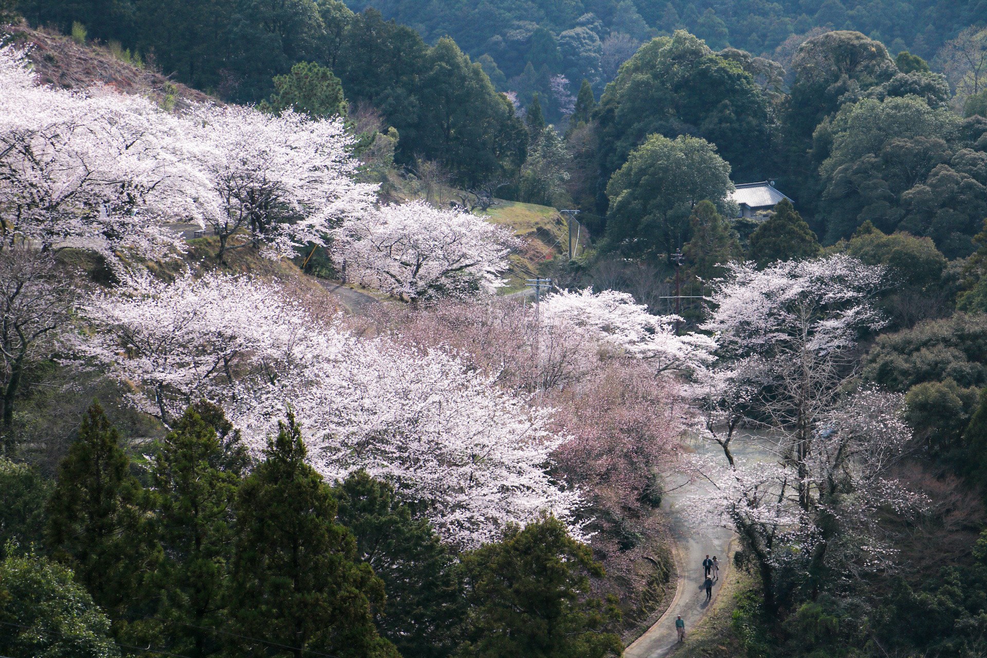 桜並木が続く山あいの風景