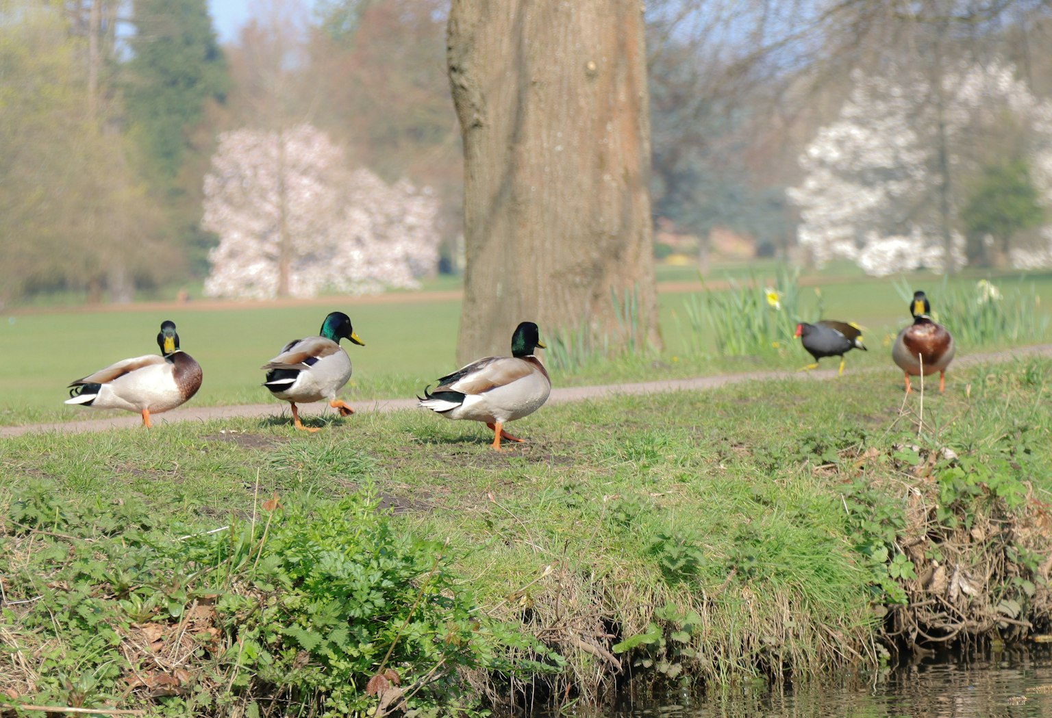 Varios patos mallard en césped verde junto a un estanque con árboles al fondo