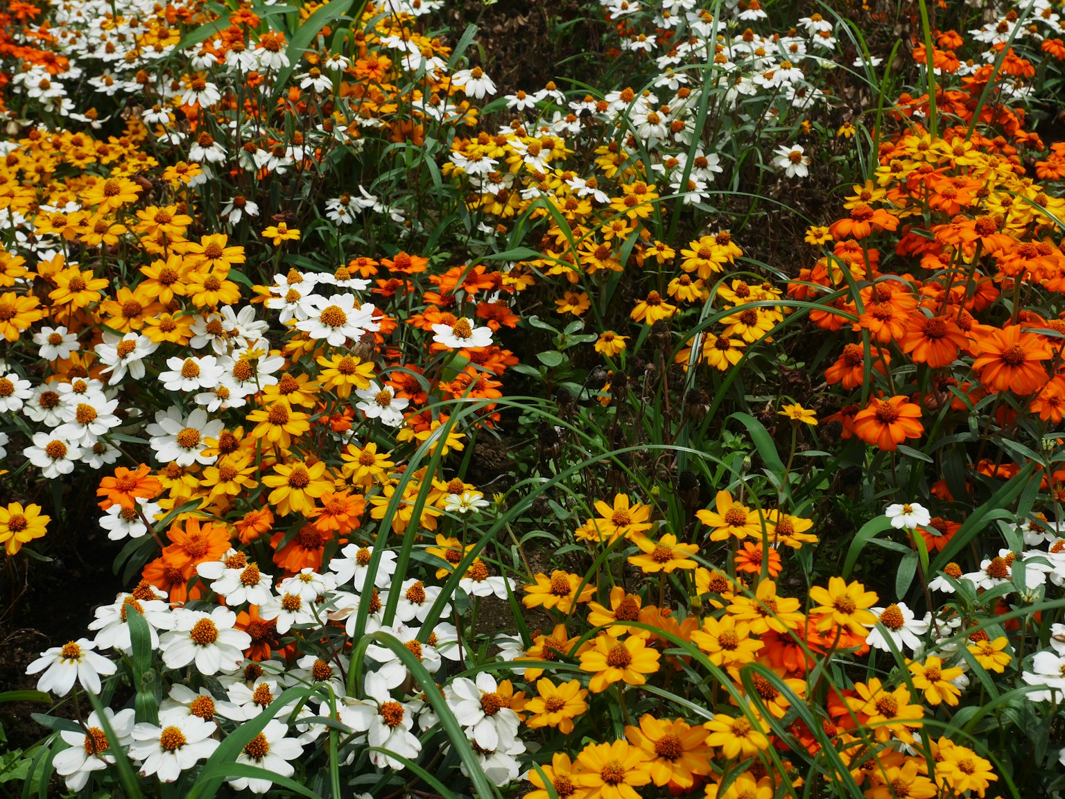 Escena de jardín vibrante con flores amarillas, naranjas y blancas en flor
