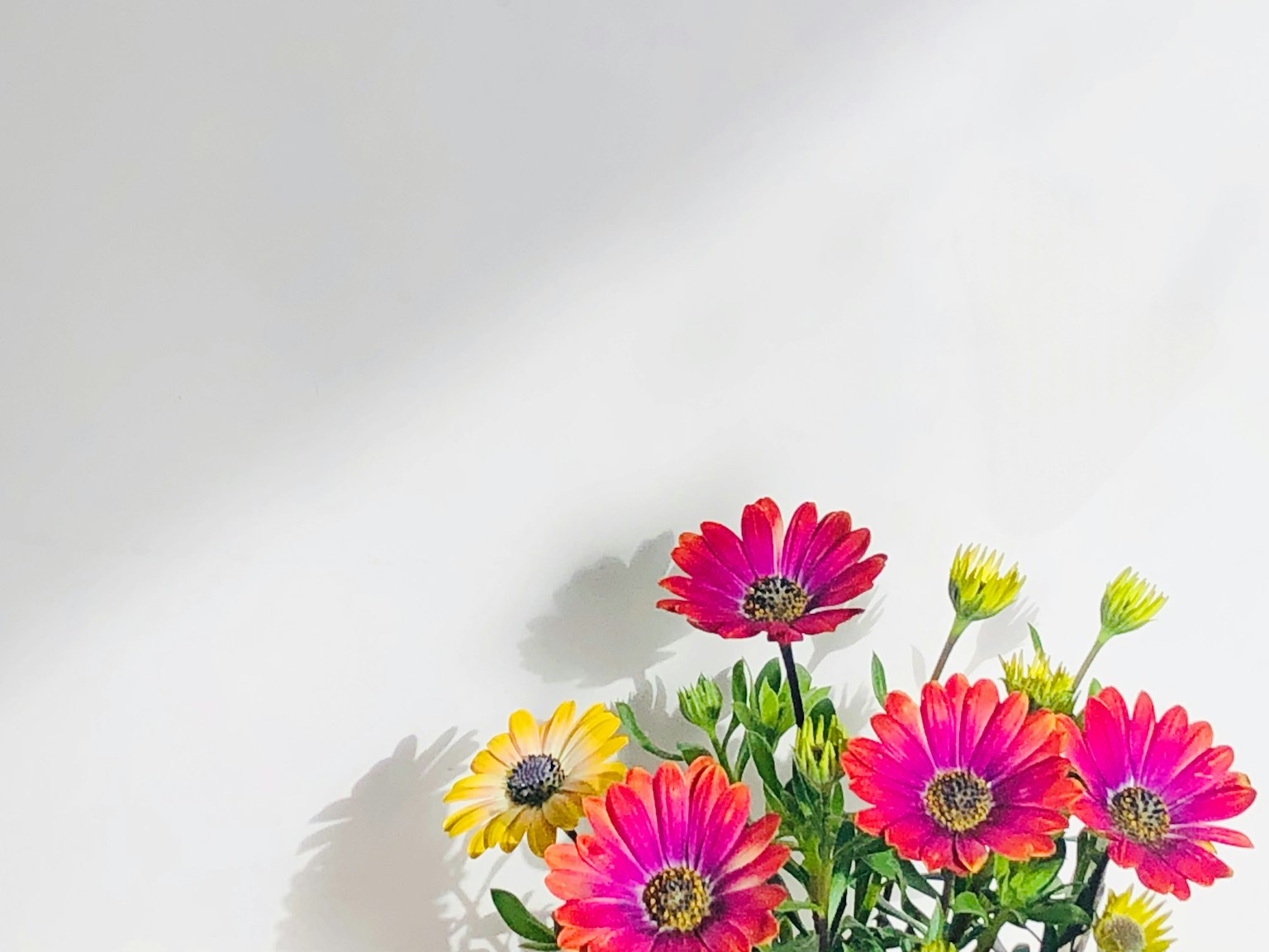 白色背景上的五彩花束