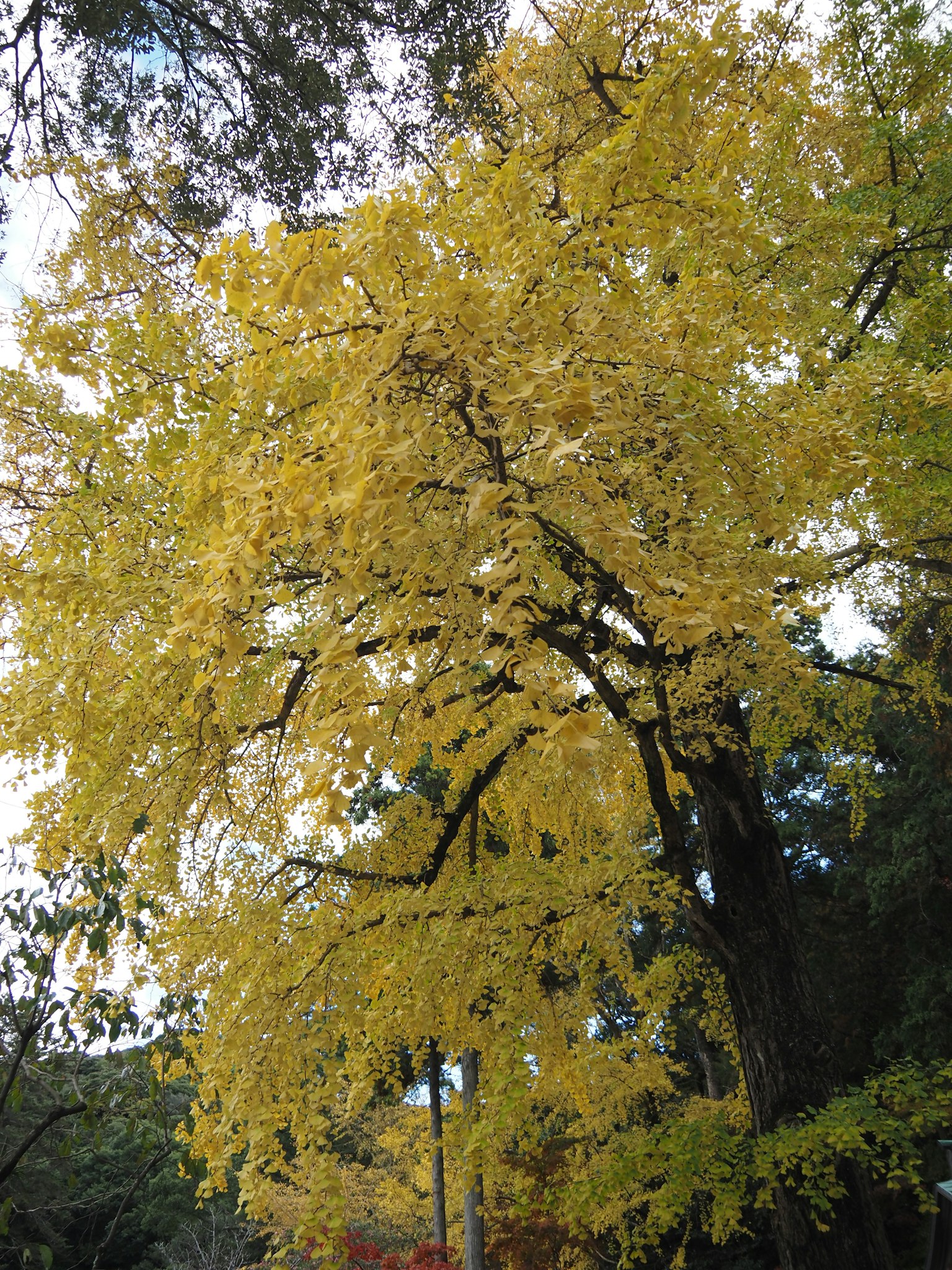 Pohon tinggi dengan daun kuning cerah di bawah langit biru