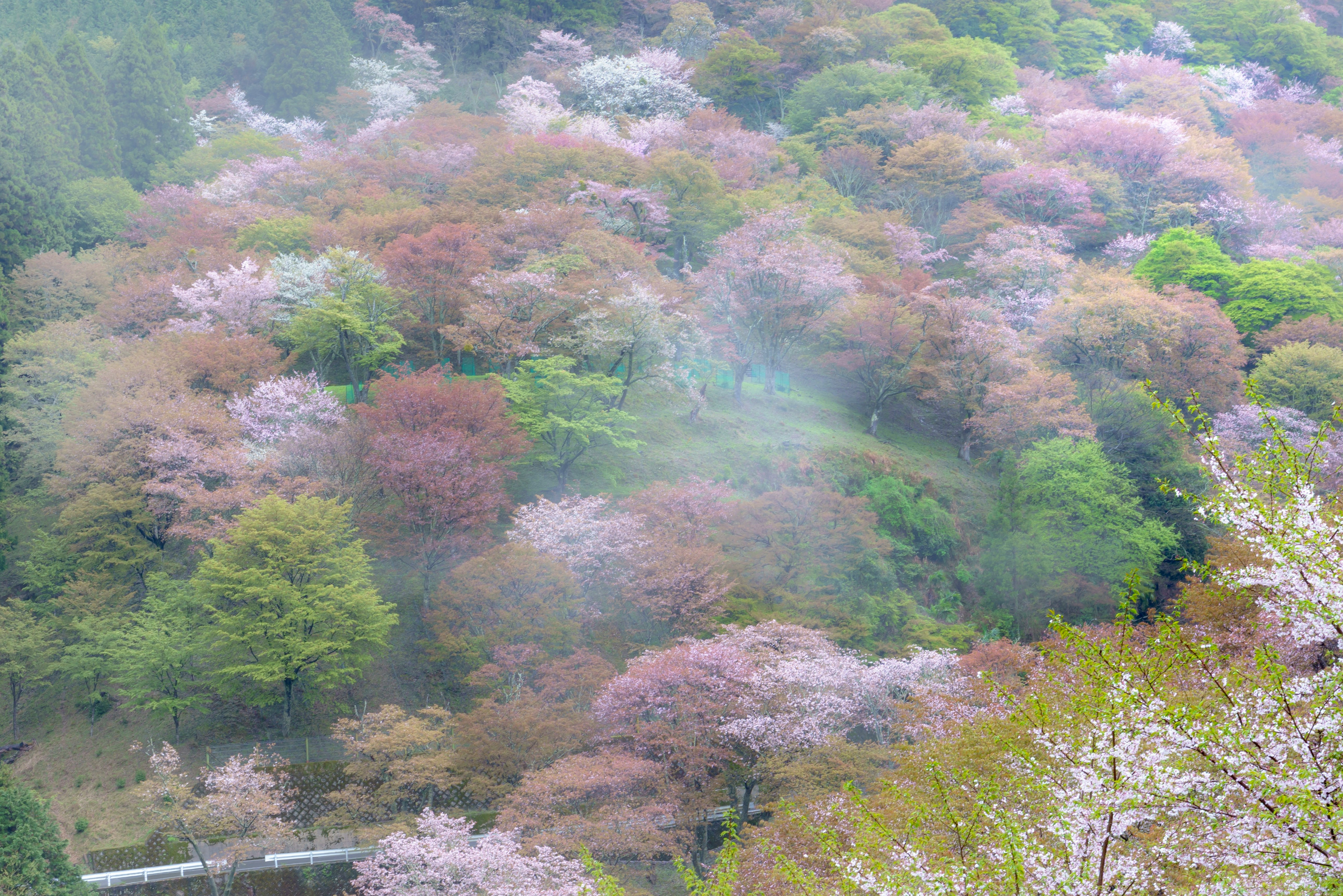 丘陵に広がる桜並木と新緑の春景色