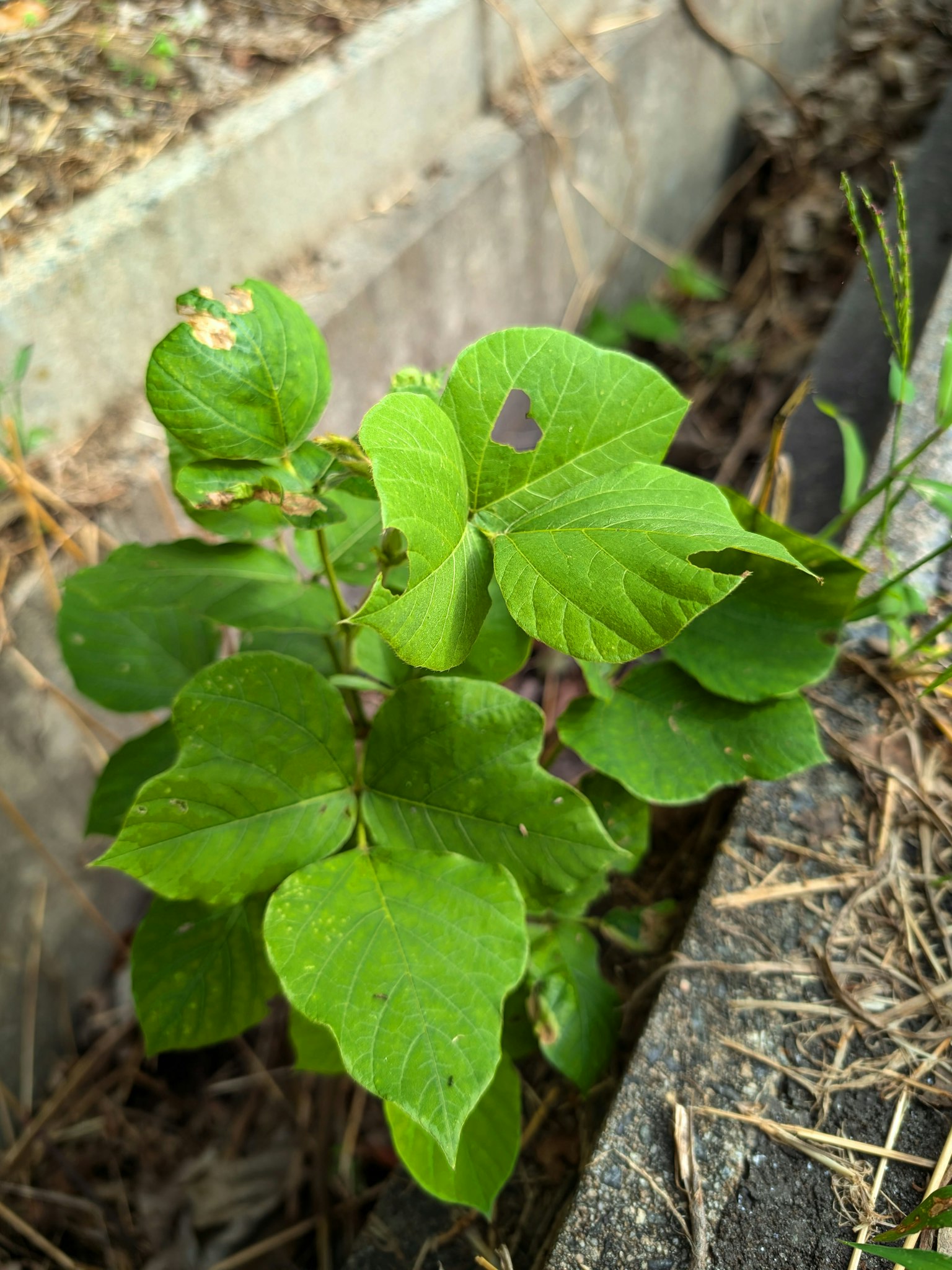 Una piccola pianta verde con foglie larghe che cresce tra blocchi di cemento