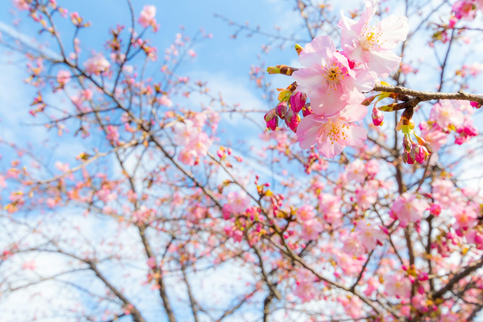 Close-up of cherry blossom branches against a blue sky