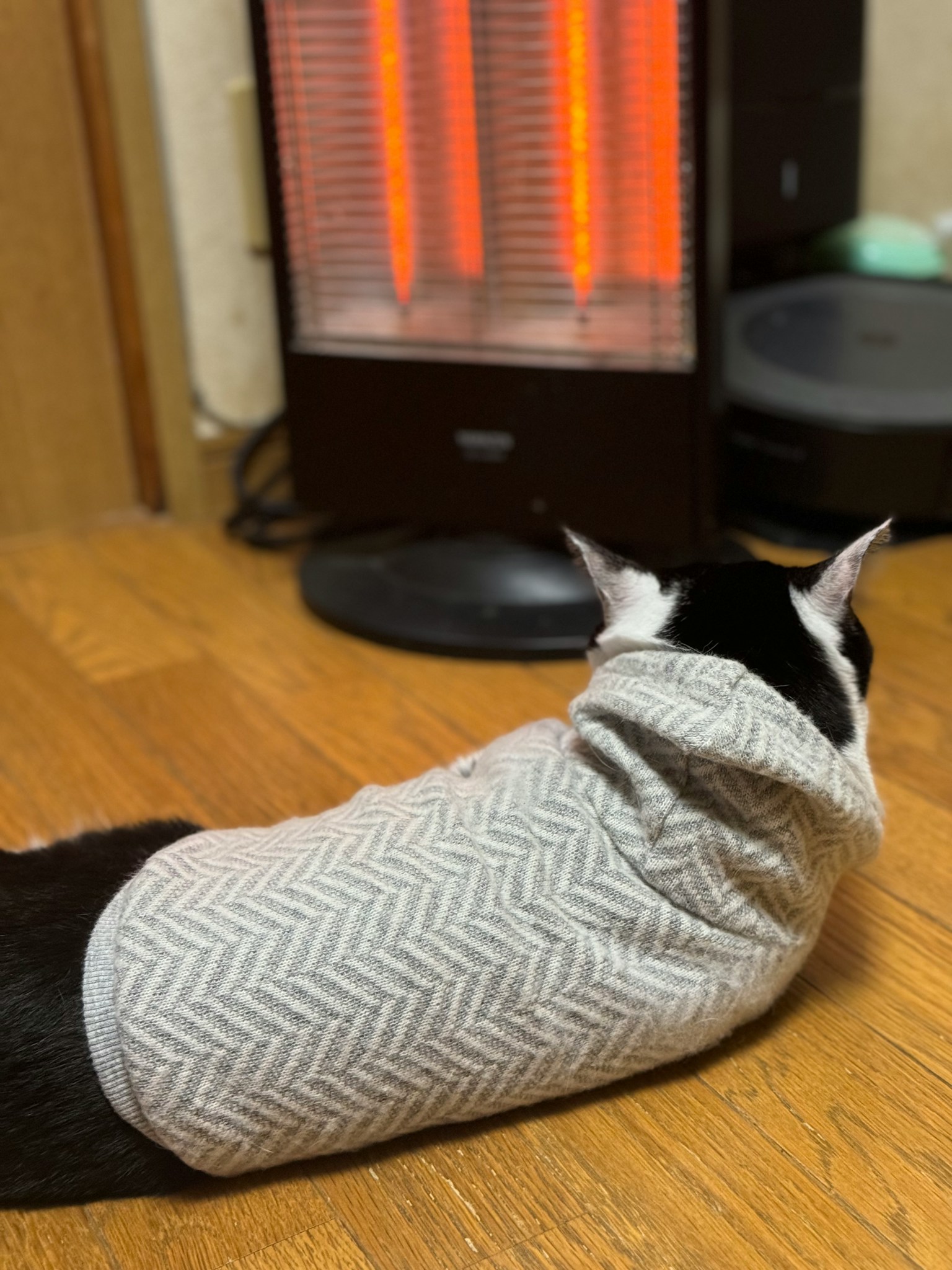 一只穿着毛衣的猫坐在加热器前面