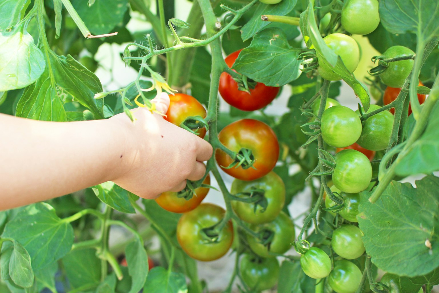 Mano che raccoglie pomodori maturi da una pianta verde lussureggiante