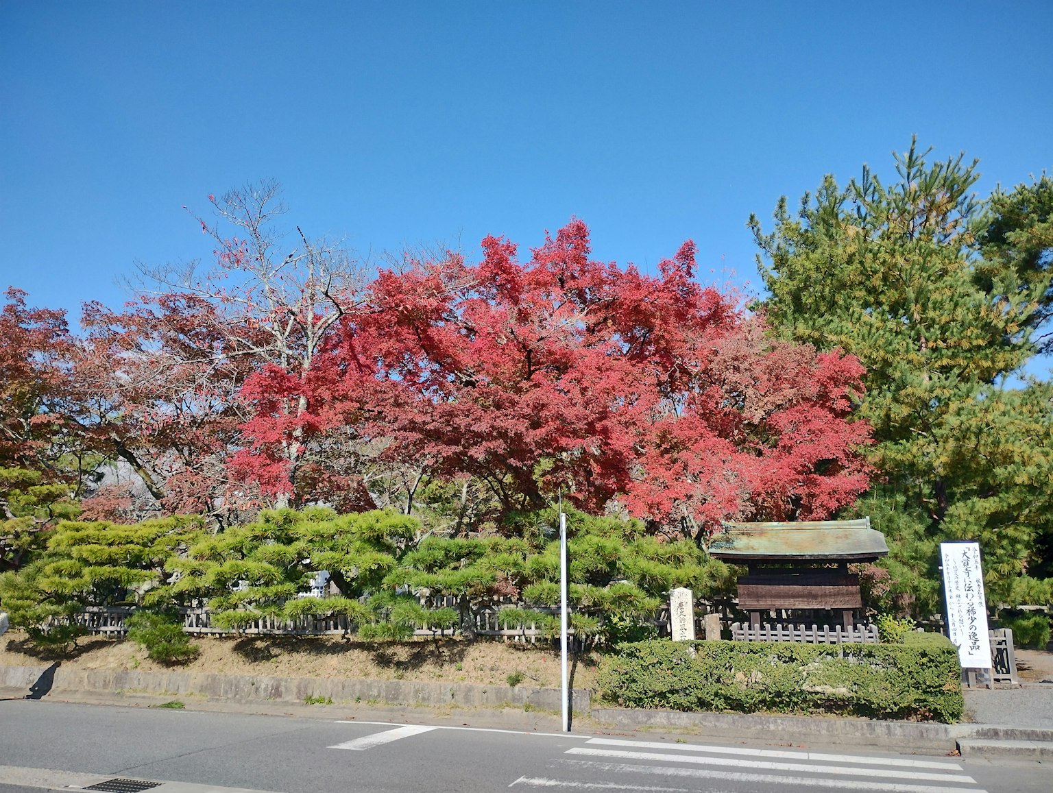 Beautiful autumn foliage trees and green shrubs in a Japanese garden