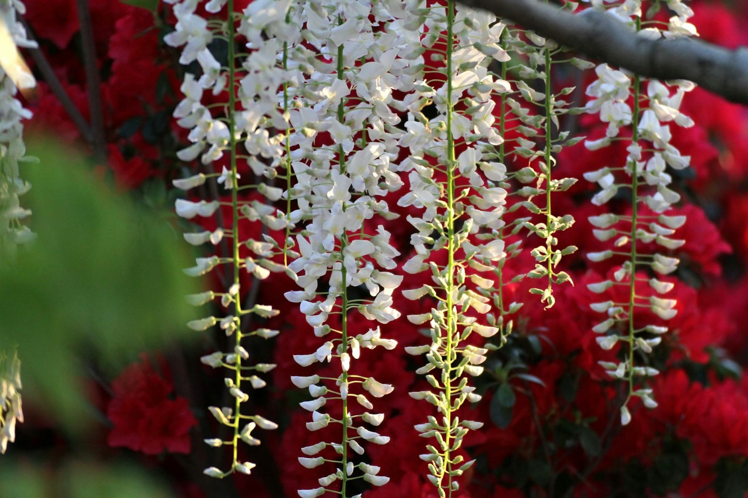 Fiori di glicine bianchi che pendono su uno sfondo di azalee rosse