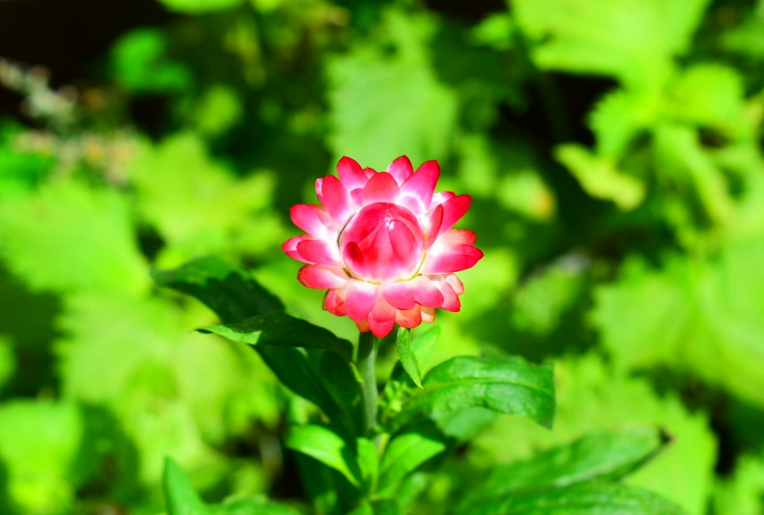 ดอกไม้สีชมพูสดใสเบ่งบานอยู่ท่ามกลางใบเขียว