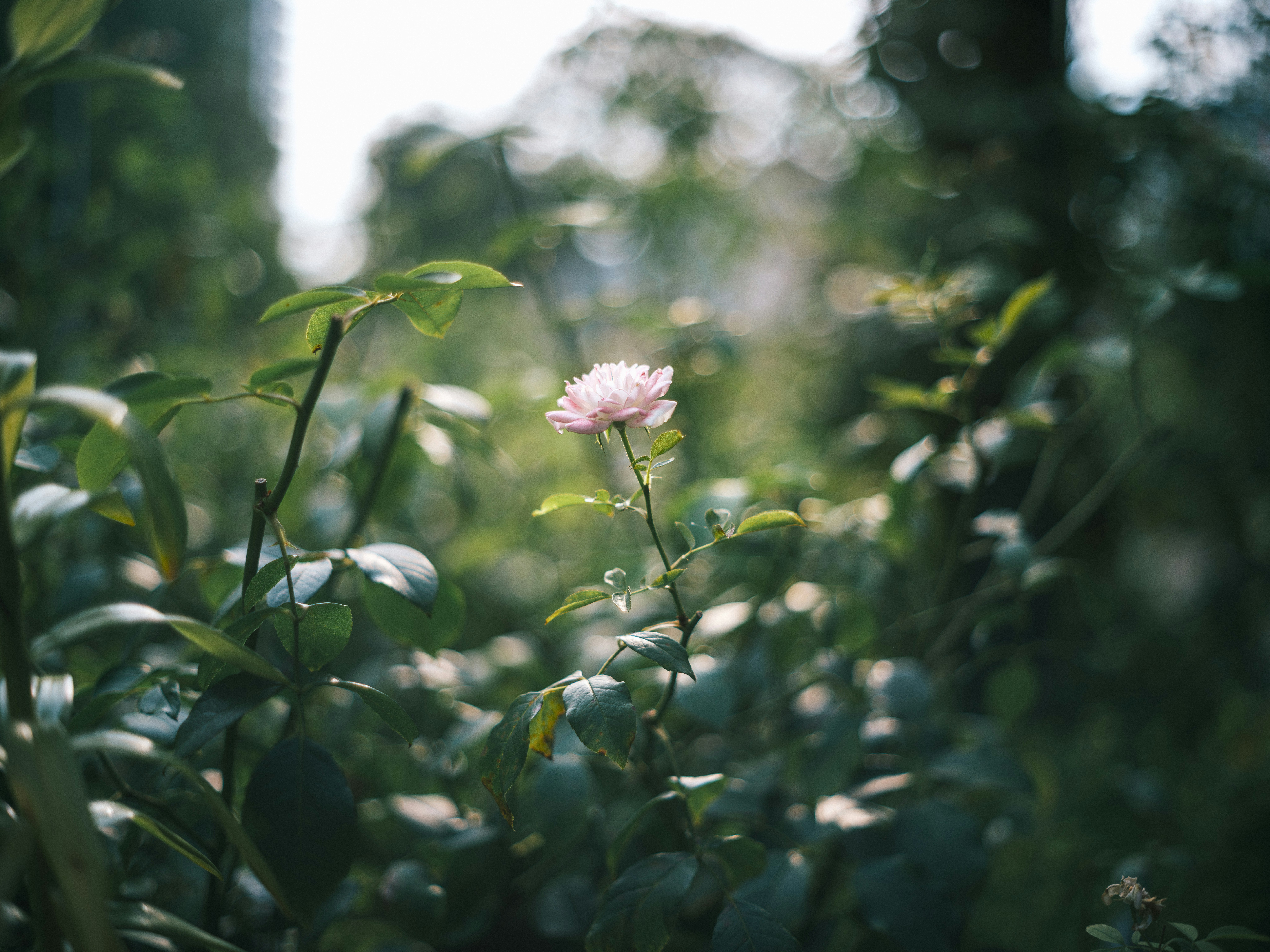緑の茂みの中で咲くピンクの花