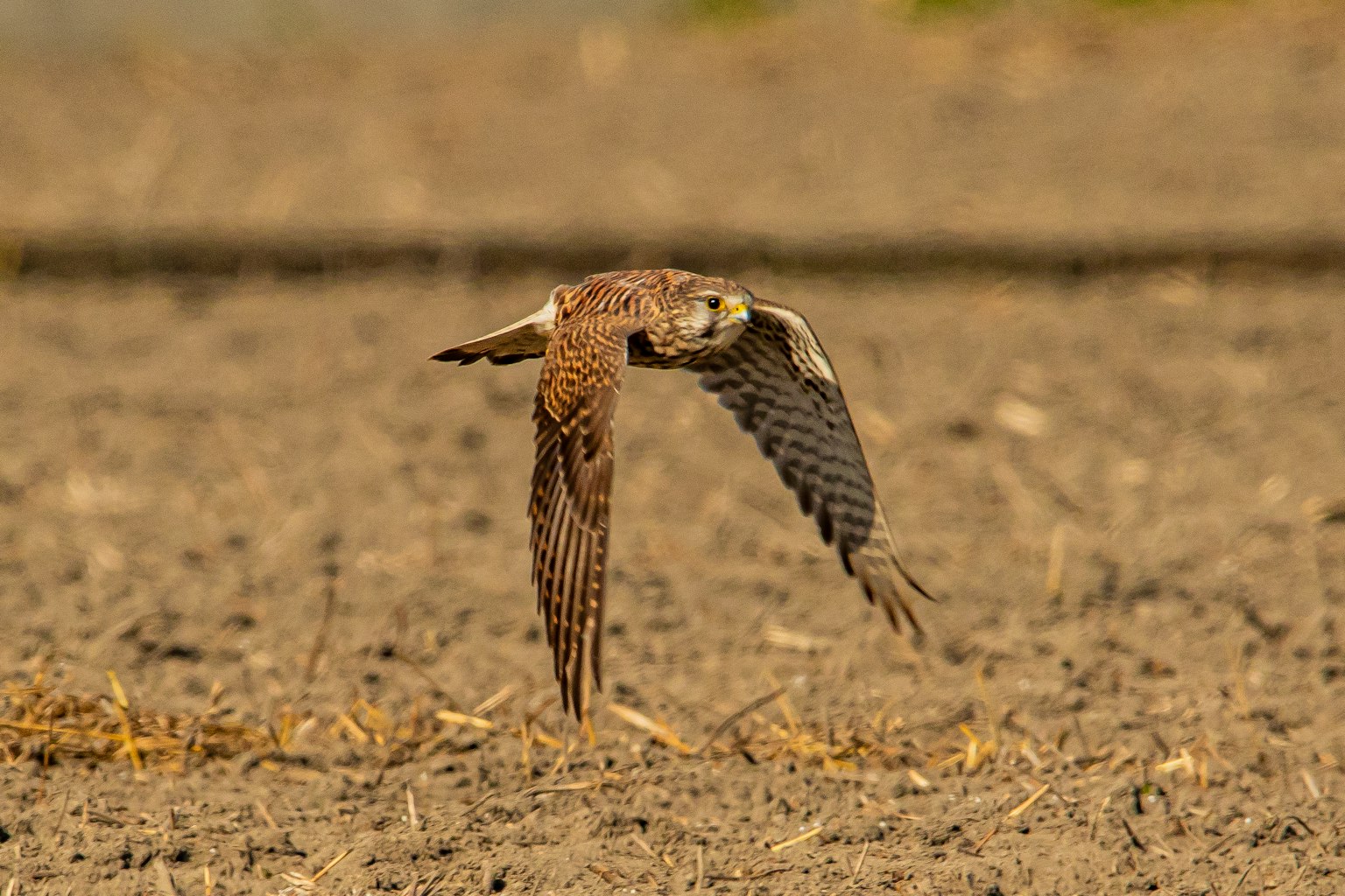 Ein Falke im Flug mit auffälligen Federmustern