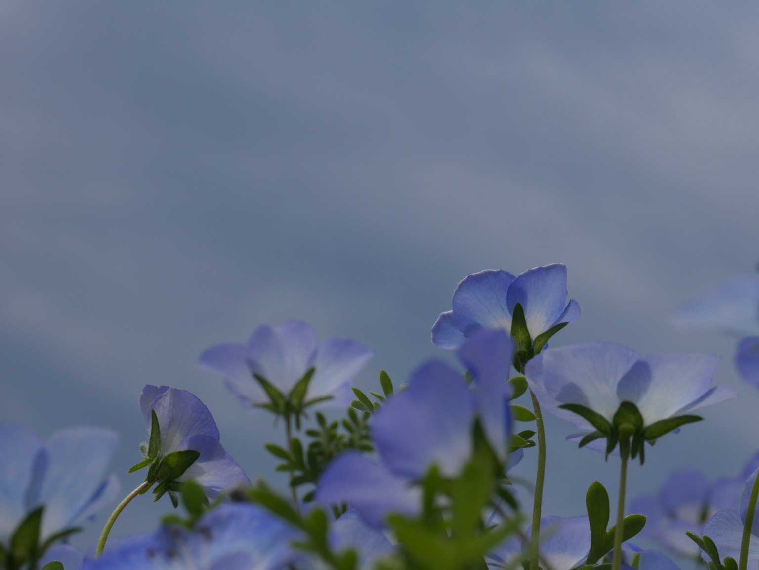 Bunga biru mekar di bawah langit biru