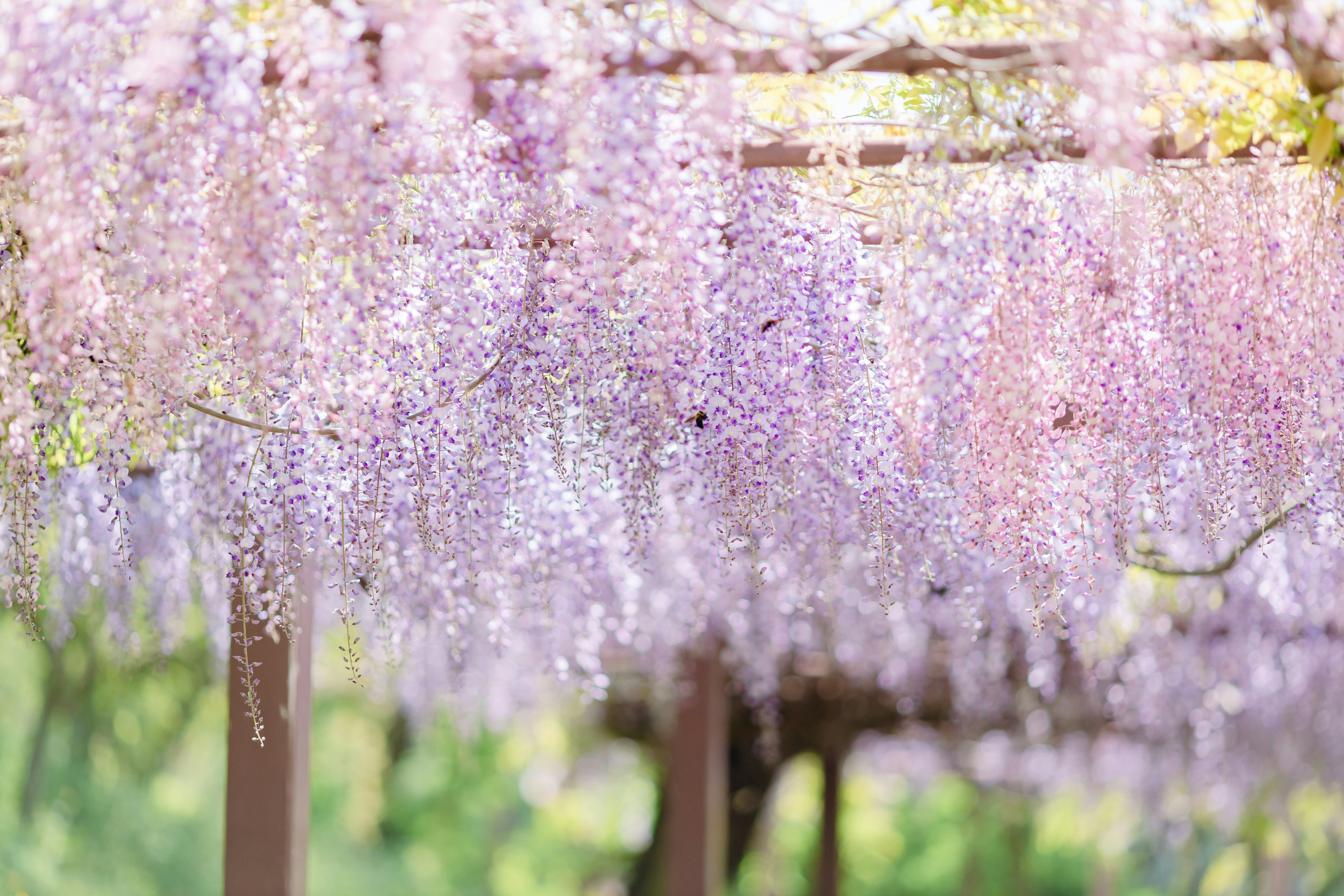 春季紫藤花花廊