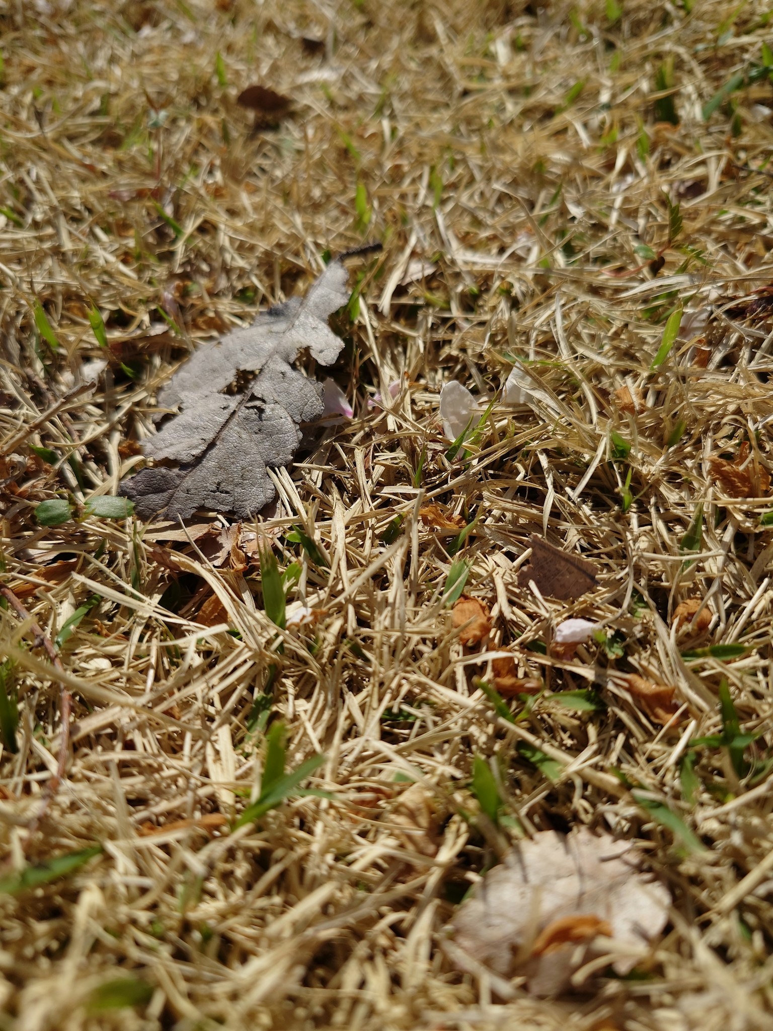 Foglia grigia e piccola bacca su erba secca