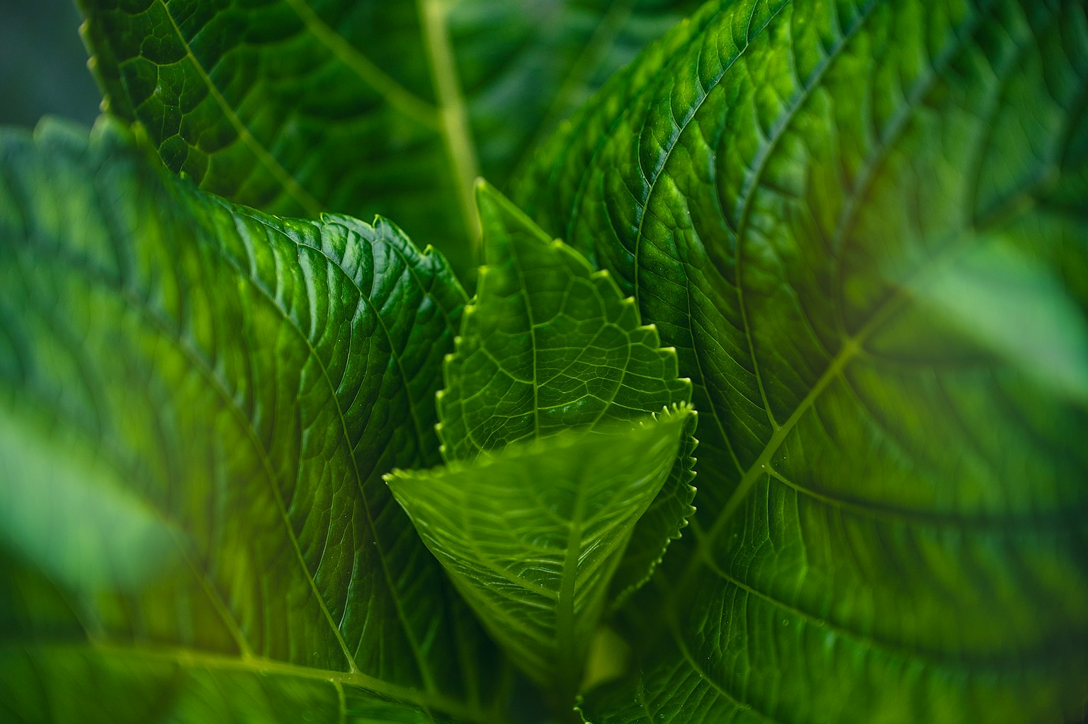 Gros plan de feuilles vertes avec une nouvelle pousse