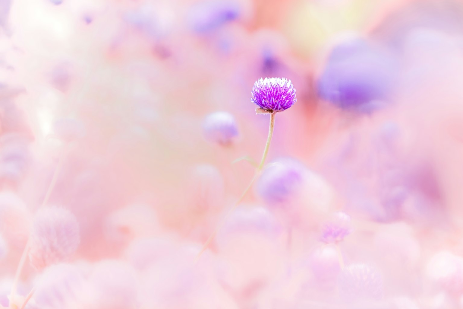 Eine einzelne lila Blume hebt sich vor einem sanften Pastellhintergrund ab