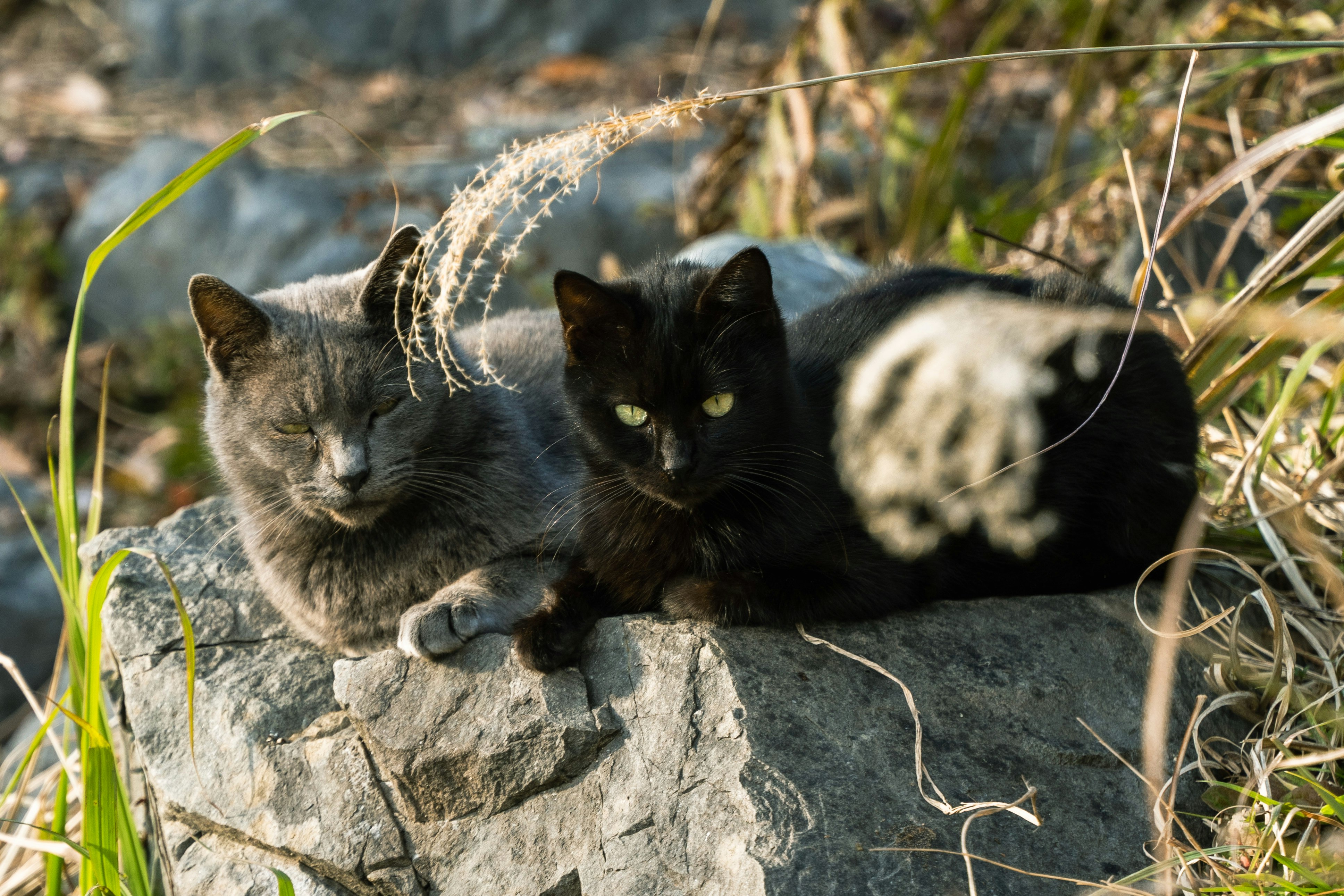 Two cats cuddling on a rock