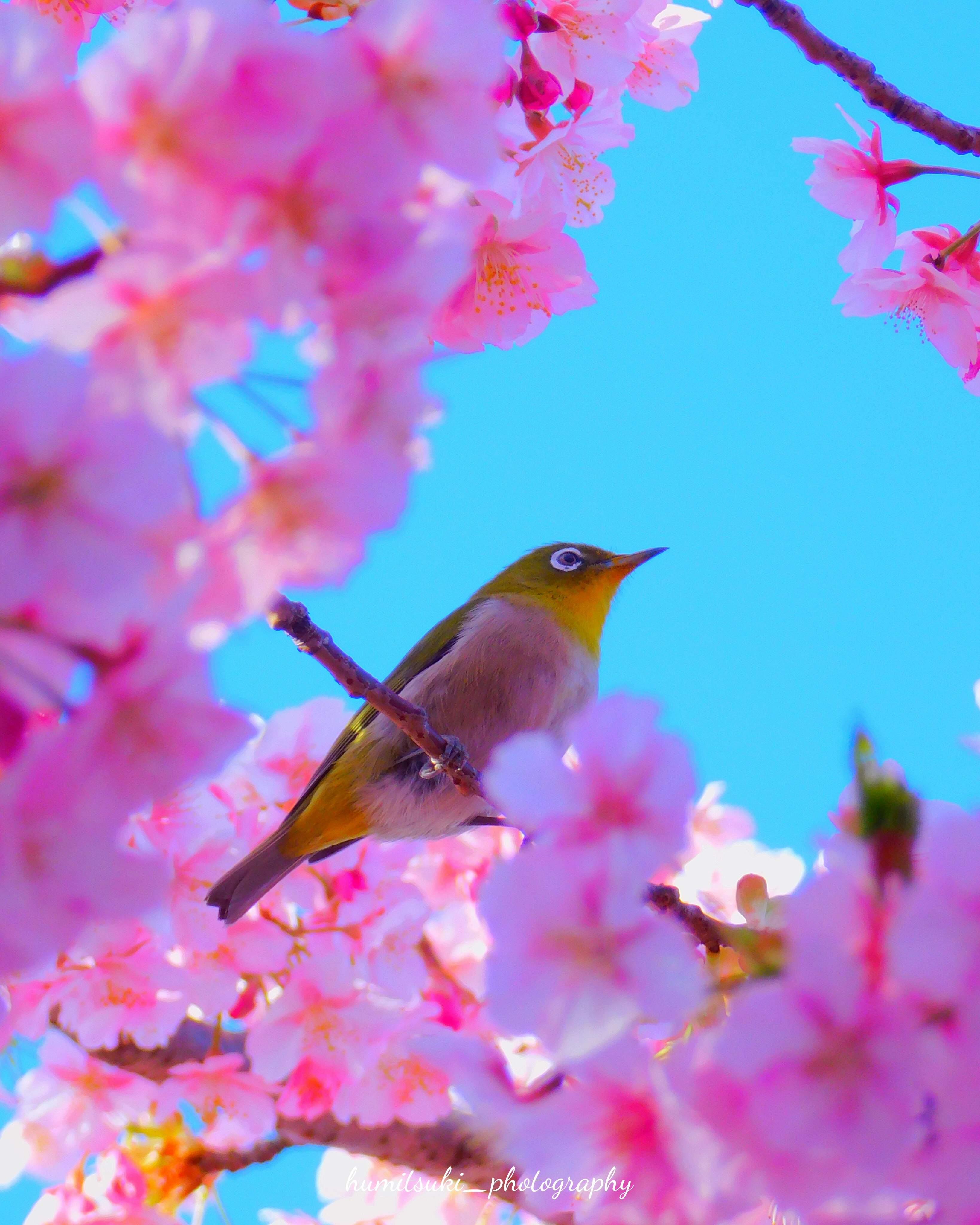 桜の枝にとまる小鳥