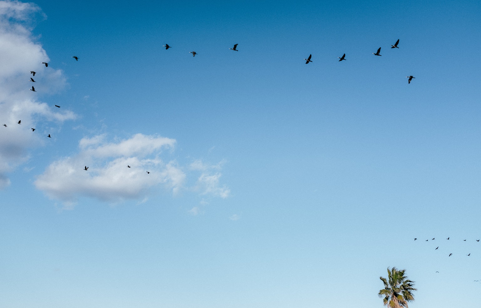 Vögel fliegen in einem blauen Himmel mit einer Palme