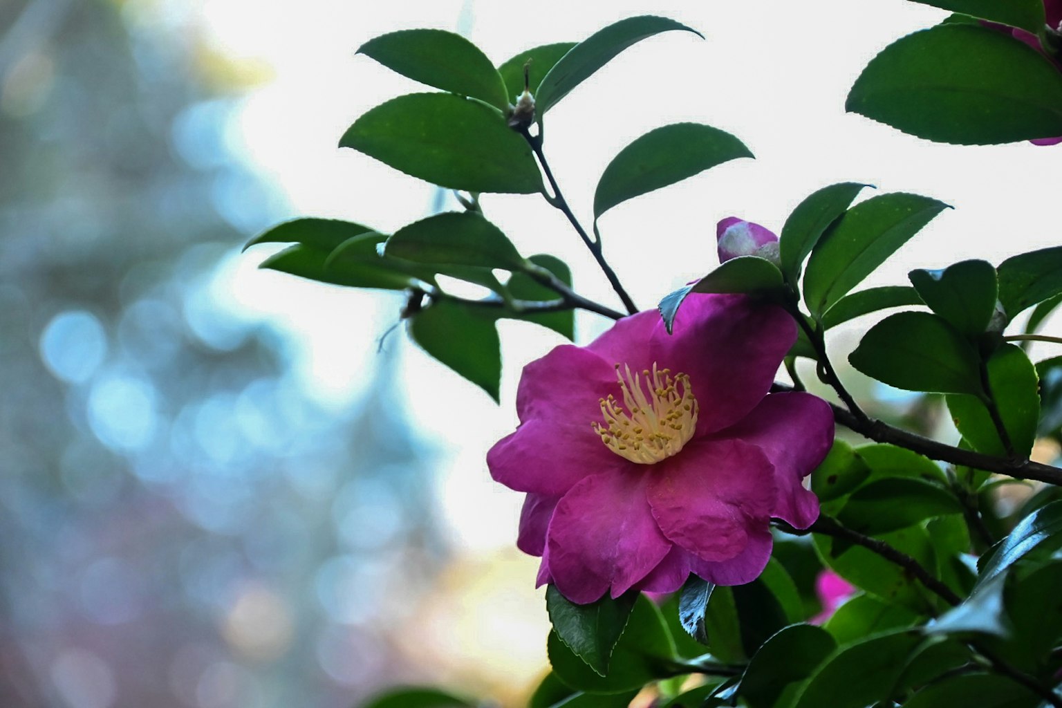Fiore rosa vivace circondato da foglie verdi