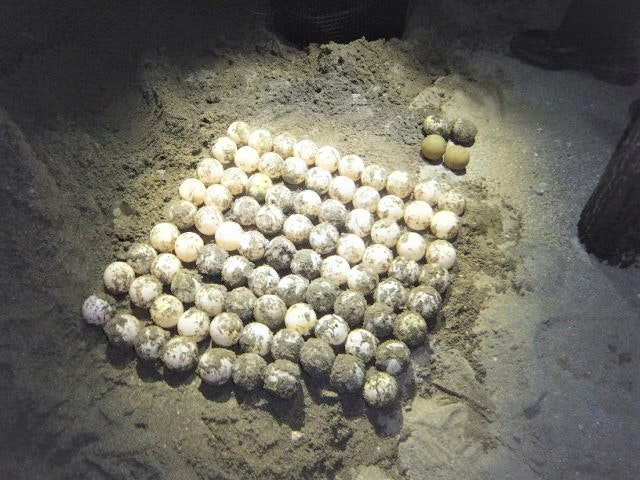 洞窟の床に並ぶ白い球状の遺物