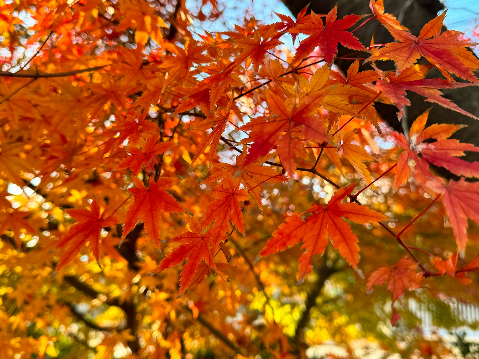 Lebendige orange und rote Ahornblätter vor blauem Himmel