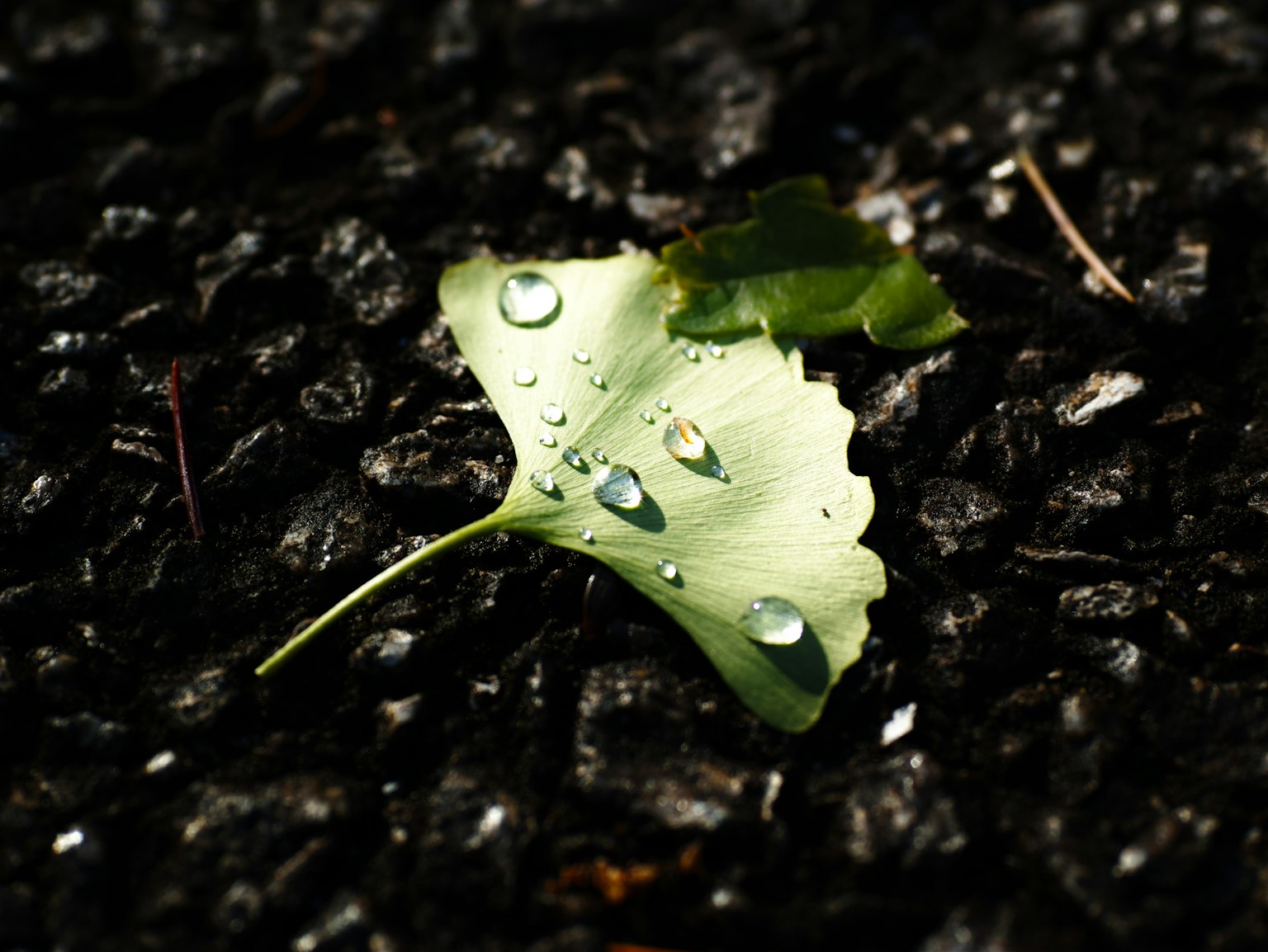 photo-tOiECTfB5J9yYjMA5r4Z-image