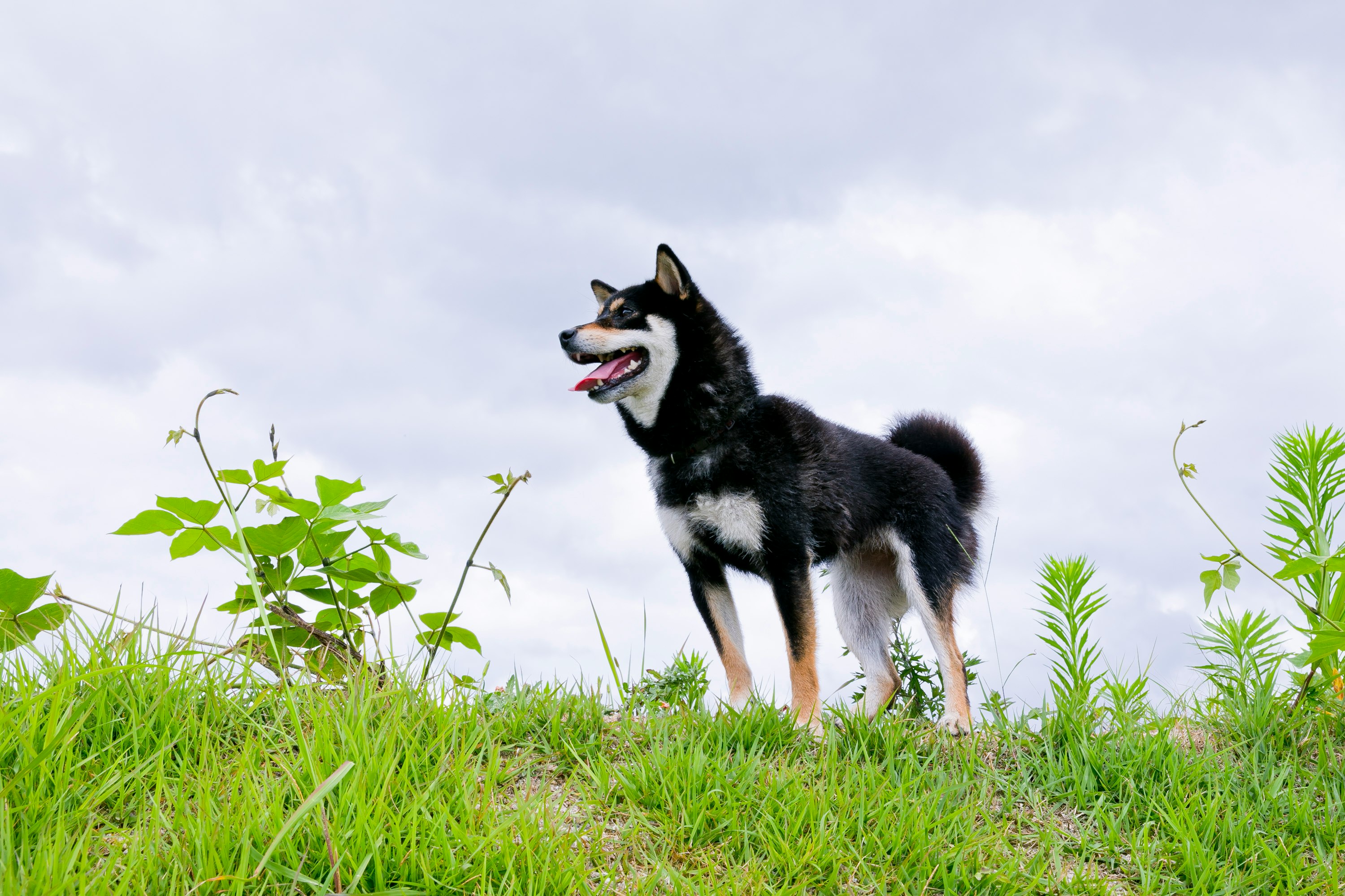 草むらで立つ黒白の犬