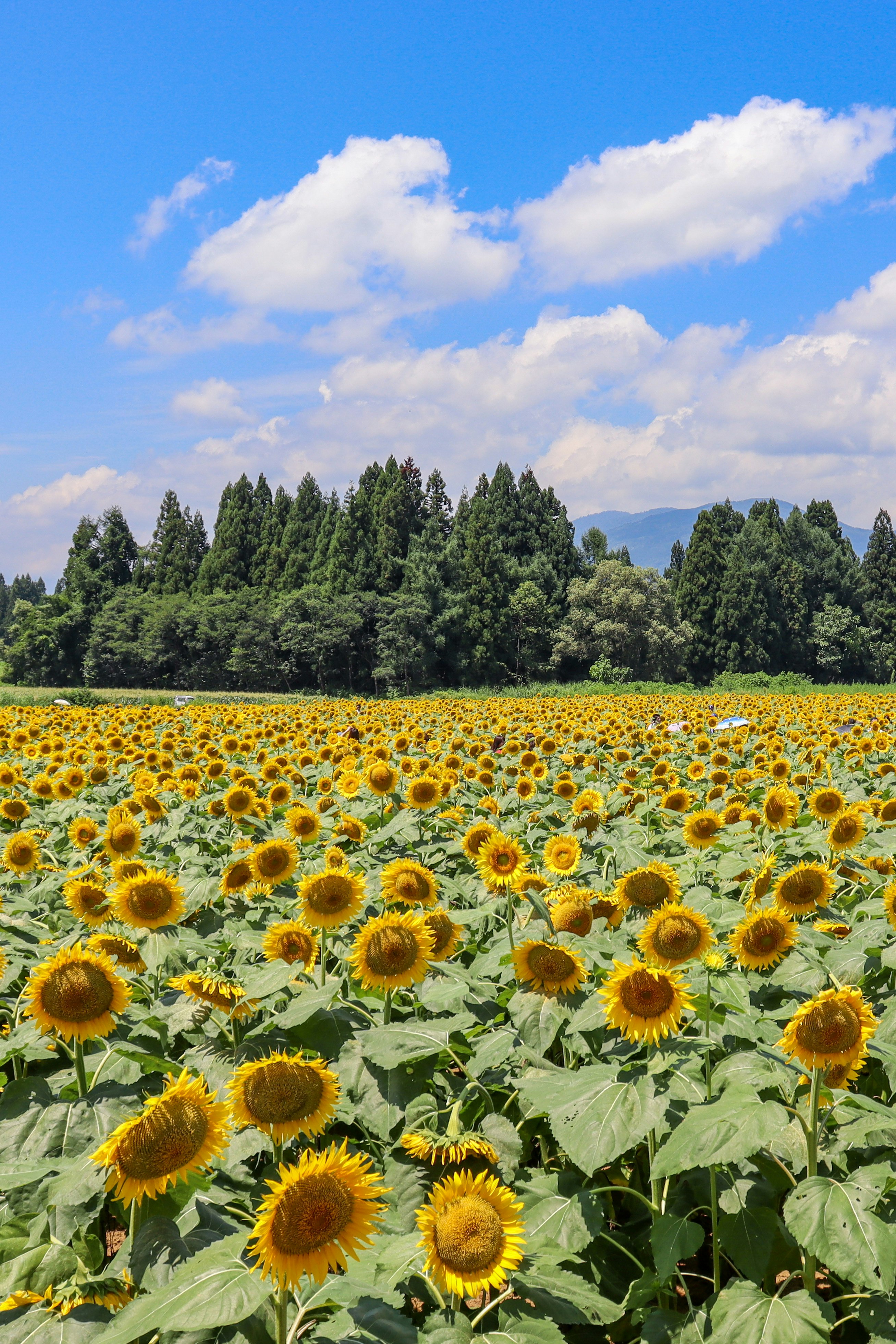 ひまわり畑と青空の下の森の風景