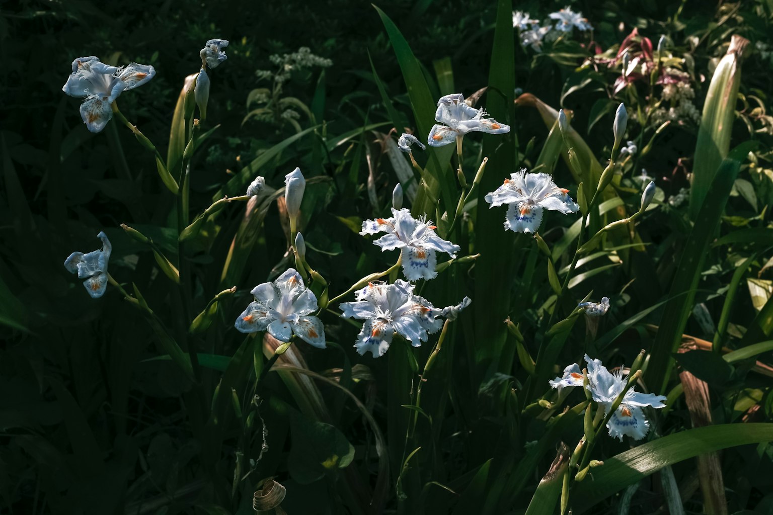 Cluster of white flowers surrounded by green leaves