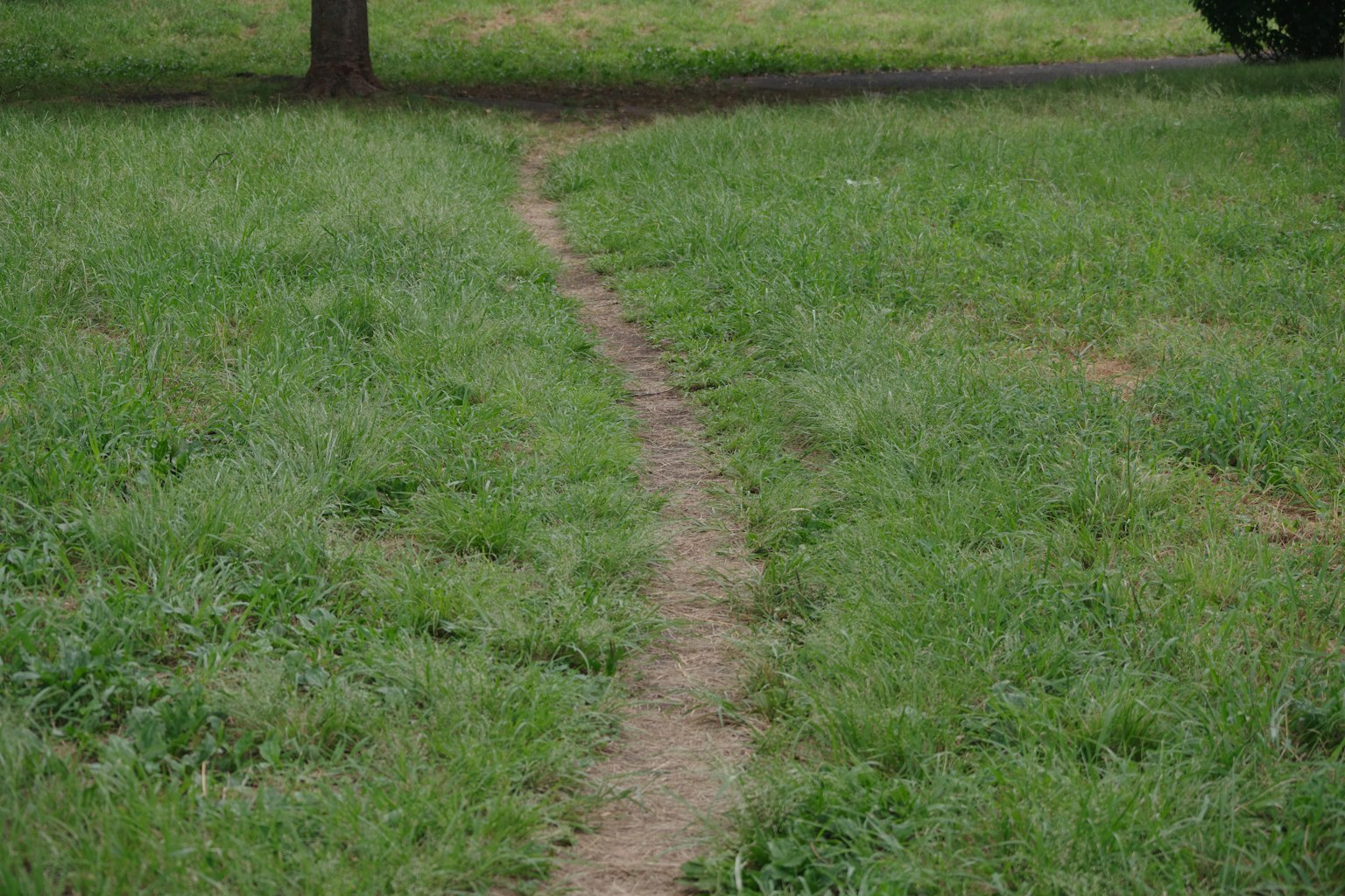 Kurzer Weg durch üppig grünes Gras