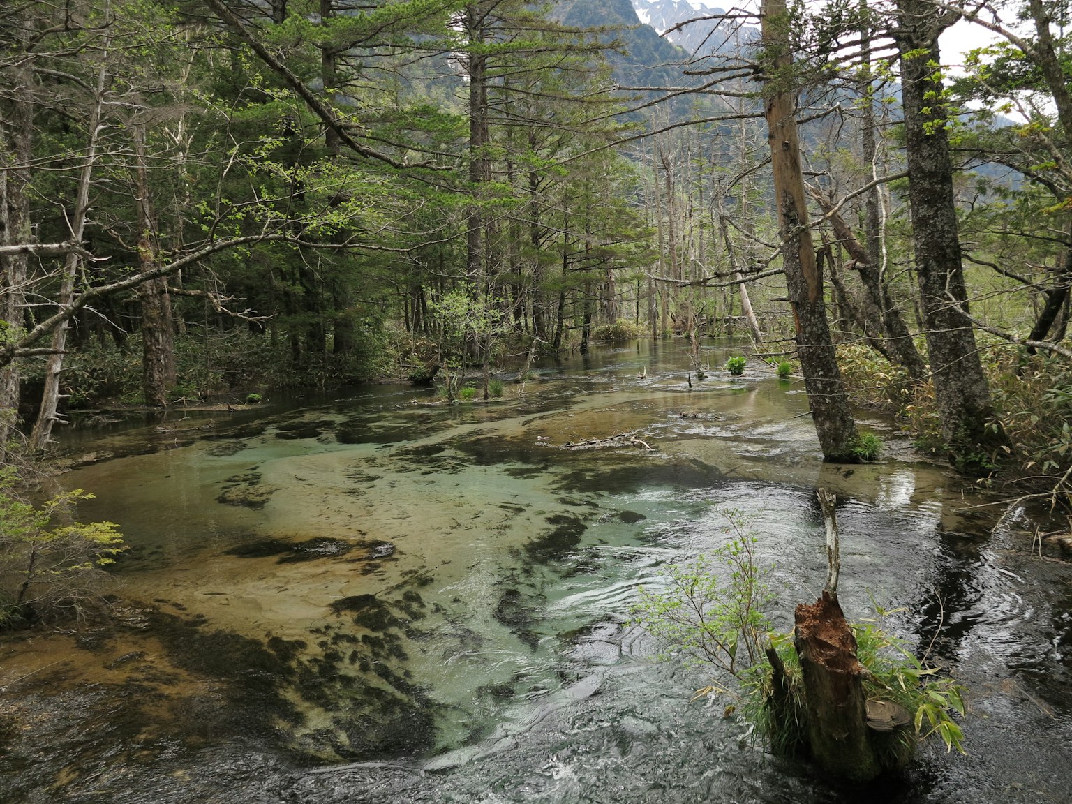 Pemandangan hutan yang tenang dengan air jernih dan pohon hijau subur