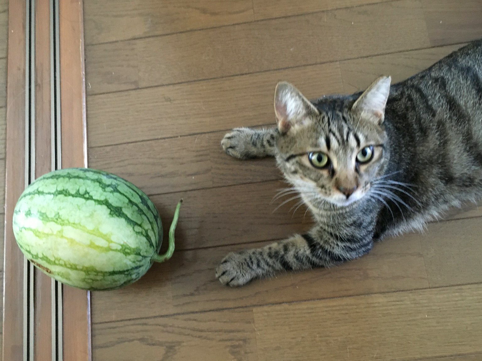 Eine Katze neben einer Wassermelone auf einem Holzboden