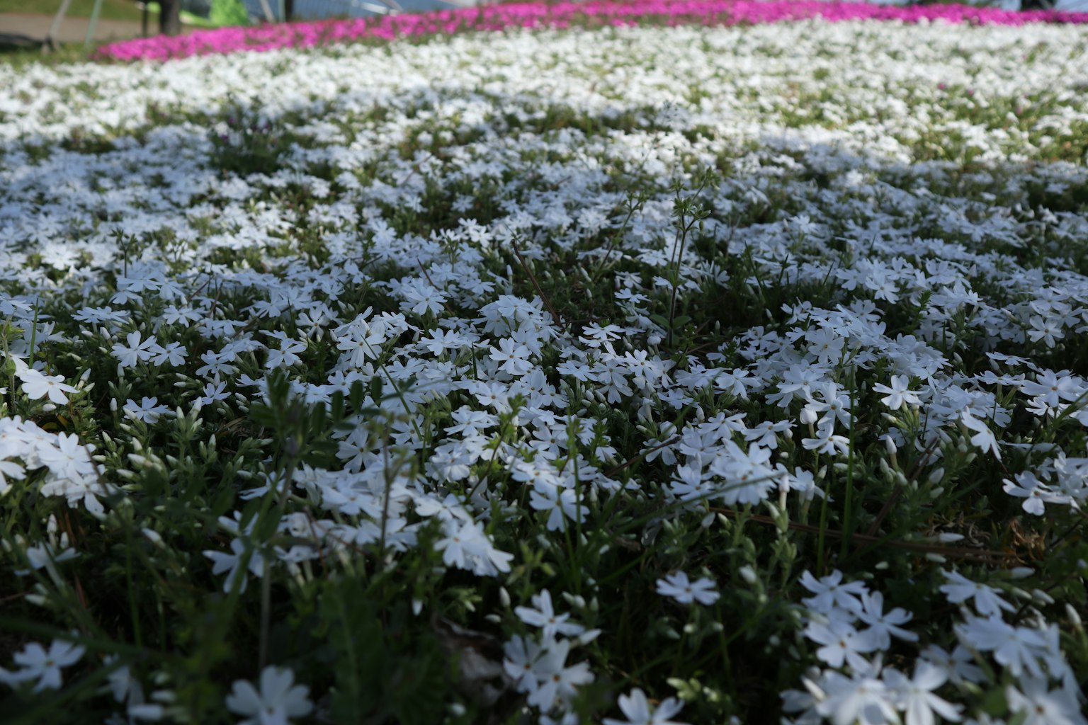Un campo di fiori bianchi con uno sfondo di fiori rosa