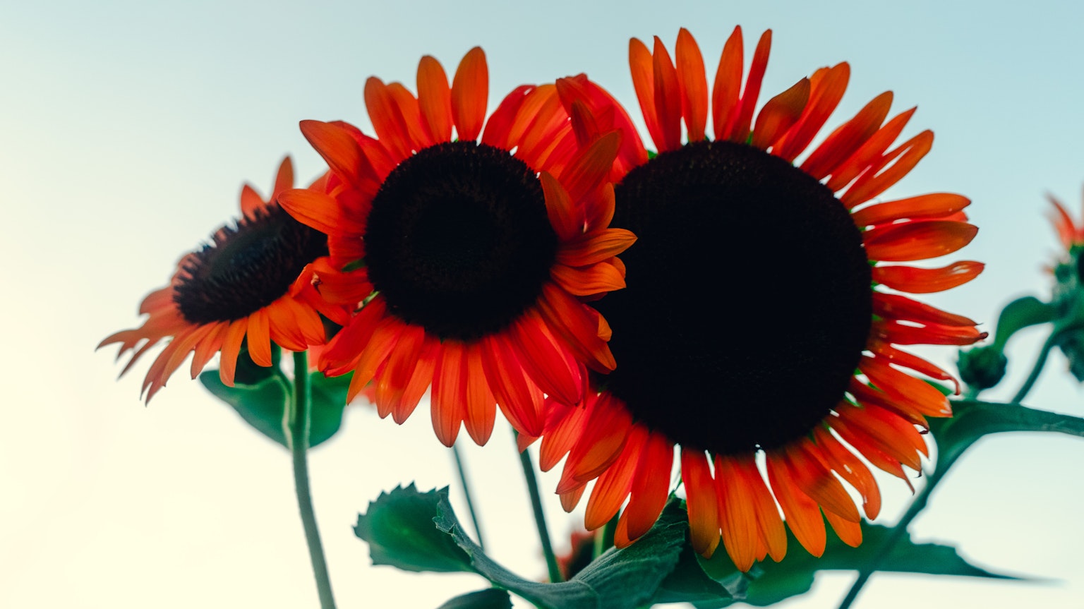 Tournesols orange vif fleurissant sous un ciel bleu
