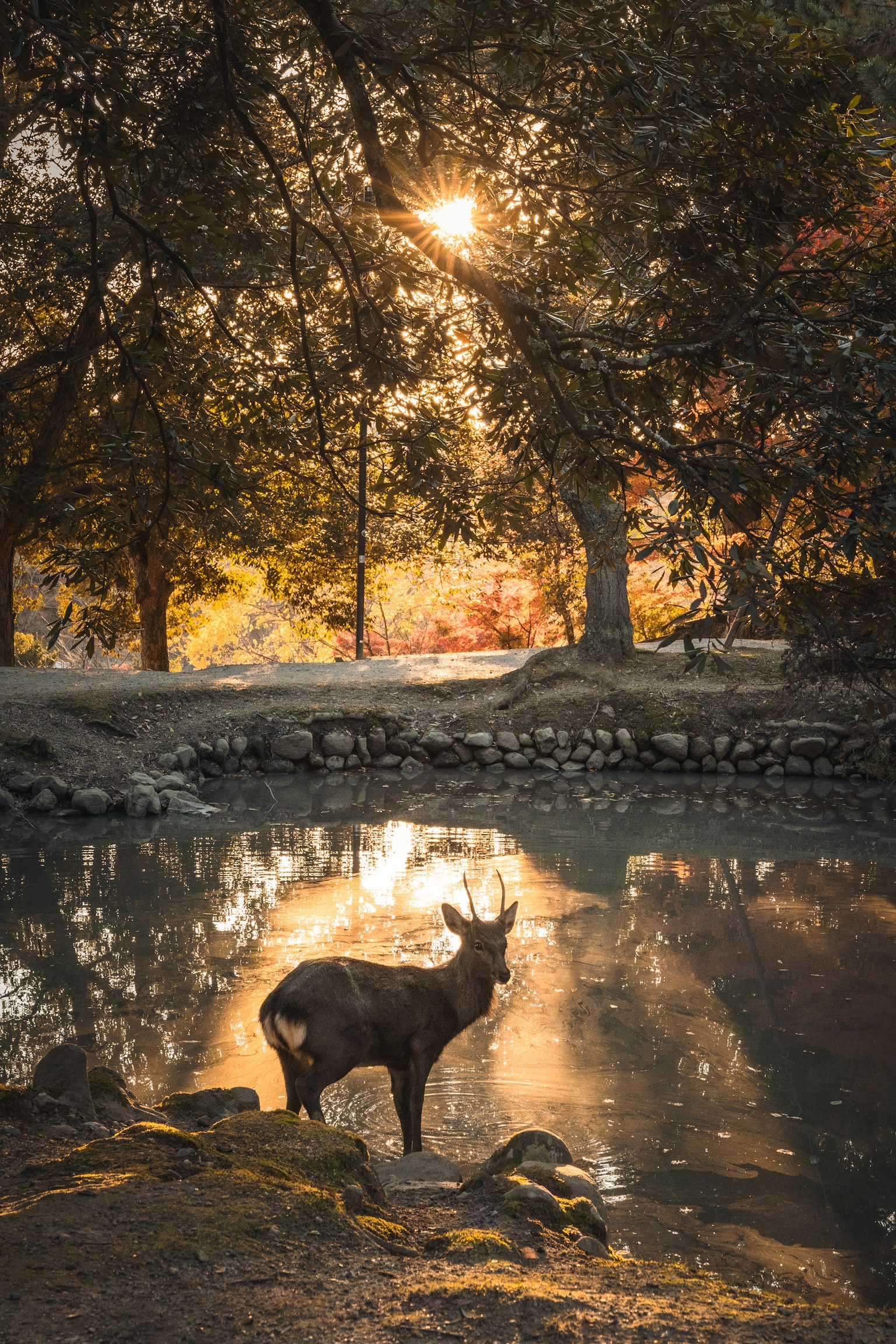 Un cervo in piedi vicino a uno stagno che riflette il tramonto tra gli alberi