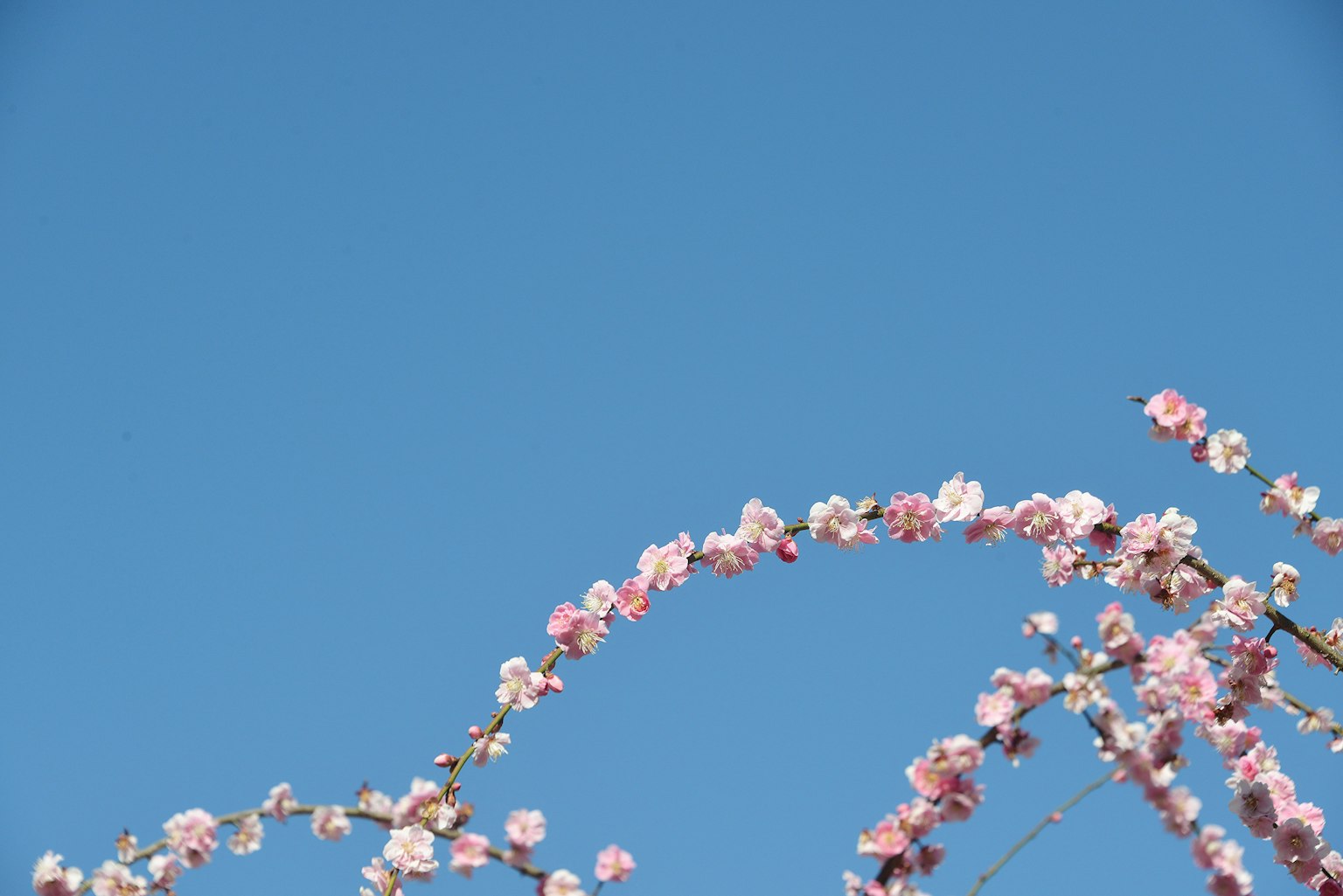 Zweige von Kirschblüten vor blauem Himmel