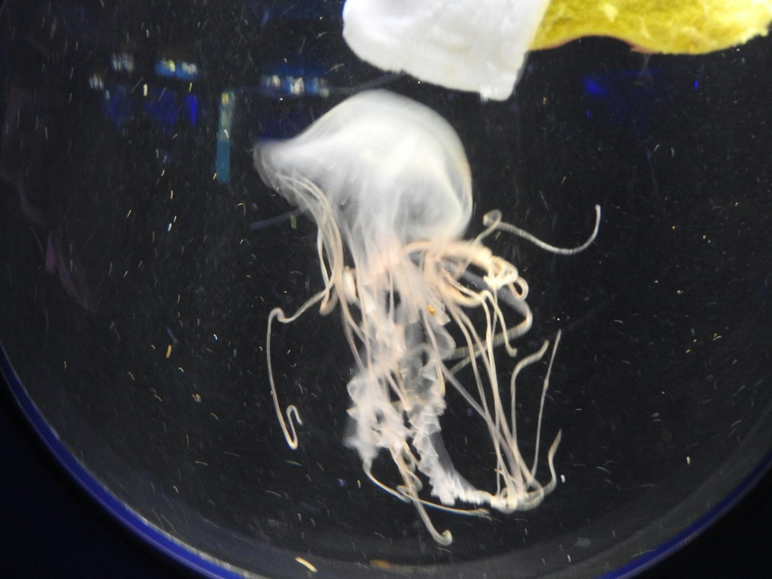 Una medusa trasparente che galleggia nell'acqua