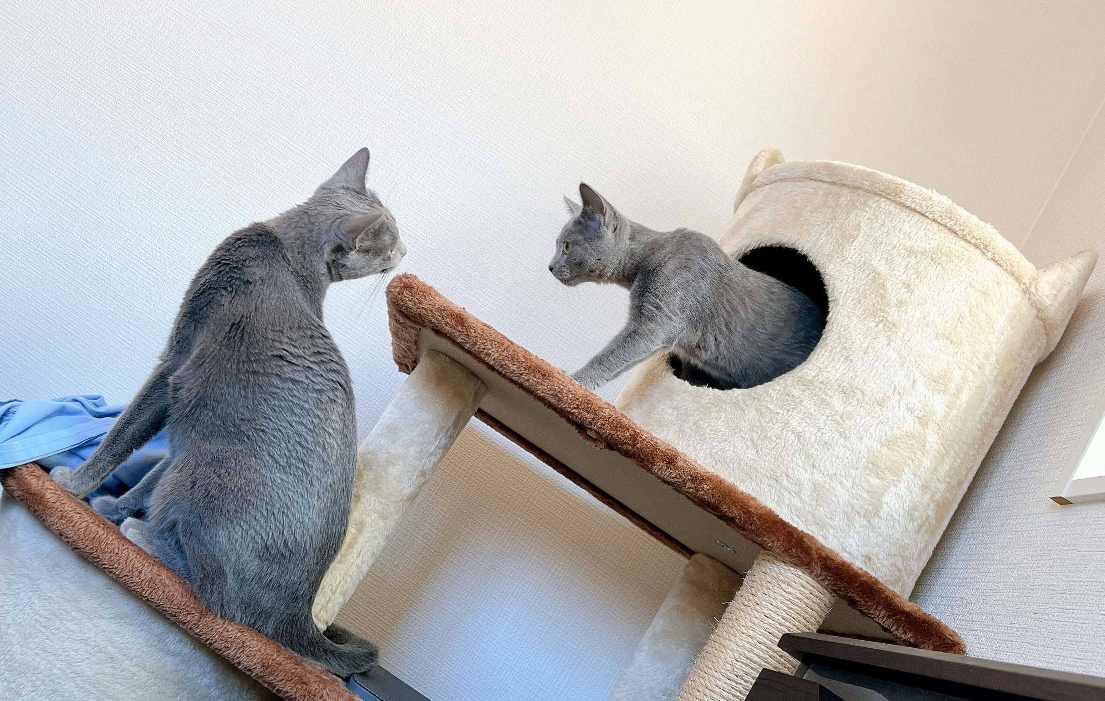 猫が爪とぎベッドでじゃれ合う様子