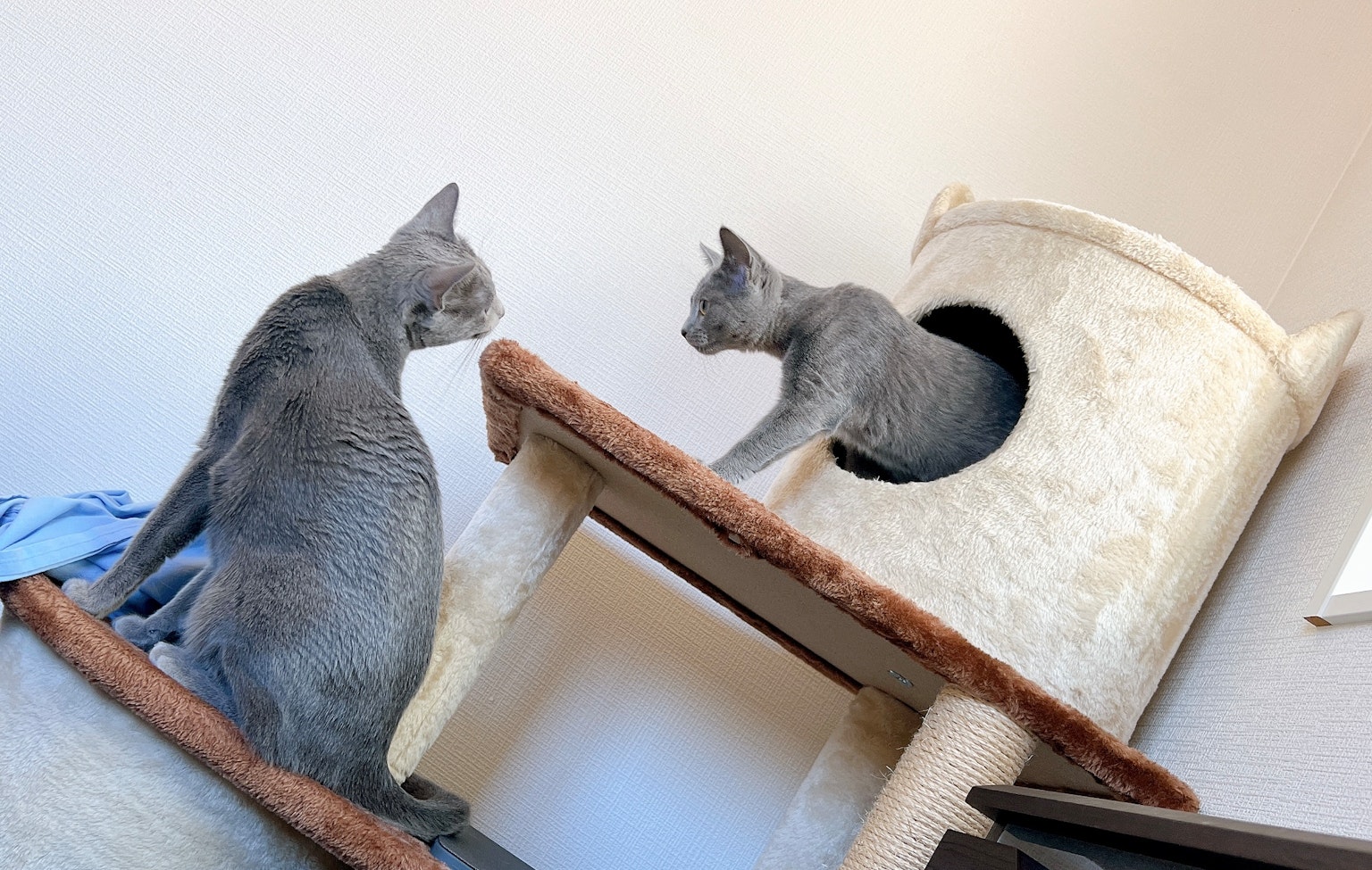 Two gray cats interacting near a cat tree
