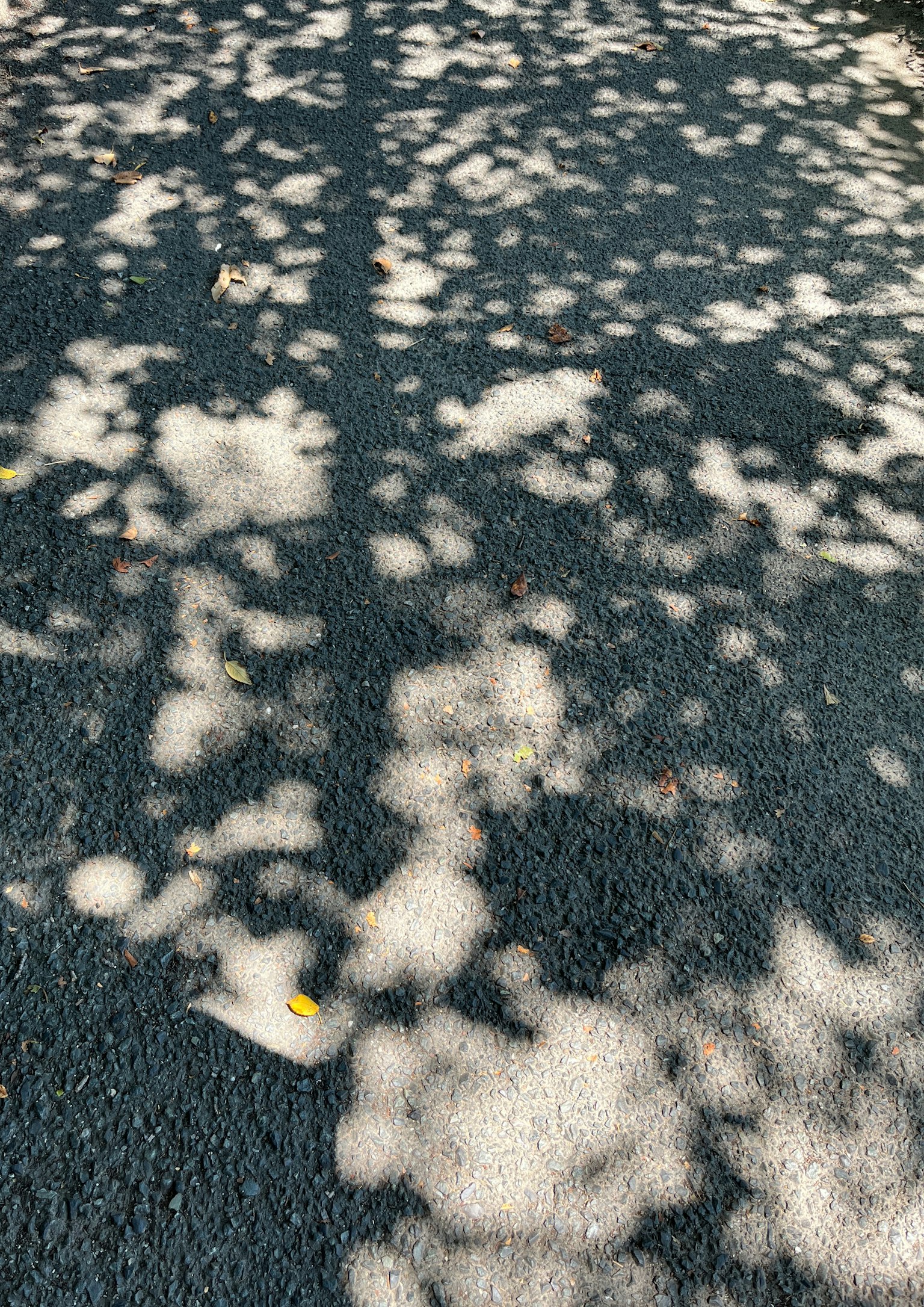 Sombras de hojas creando patrones en un pavimento