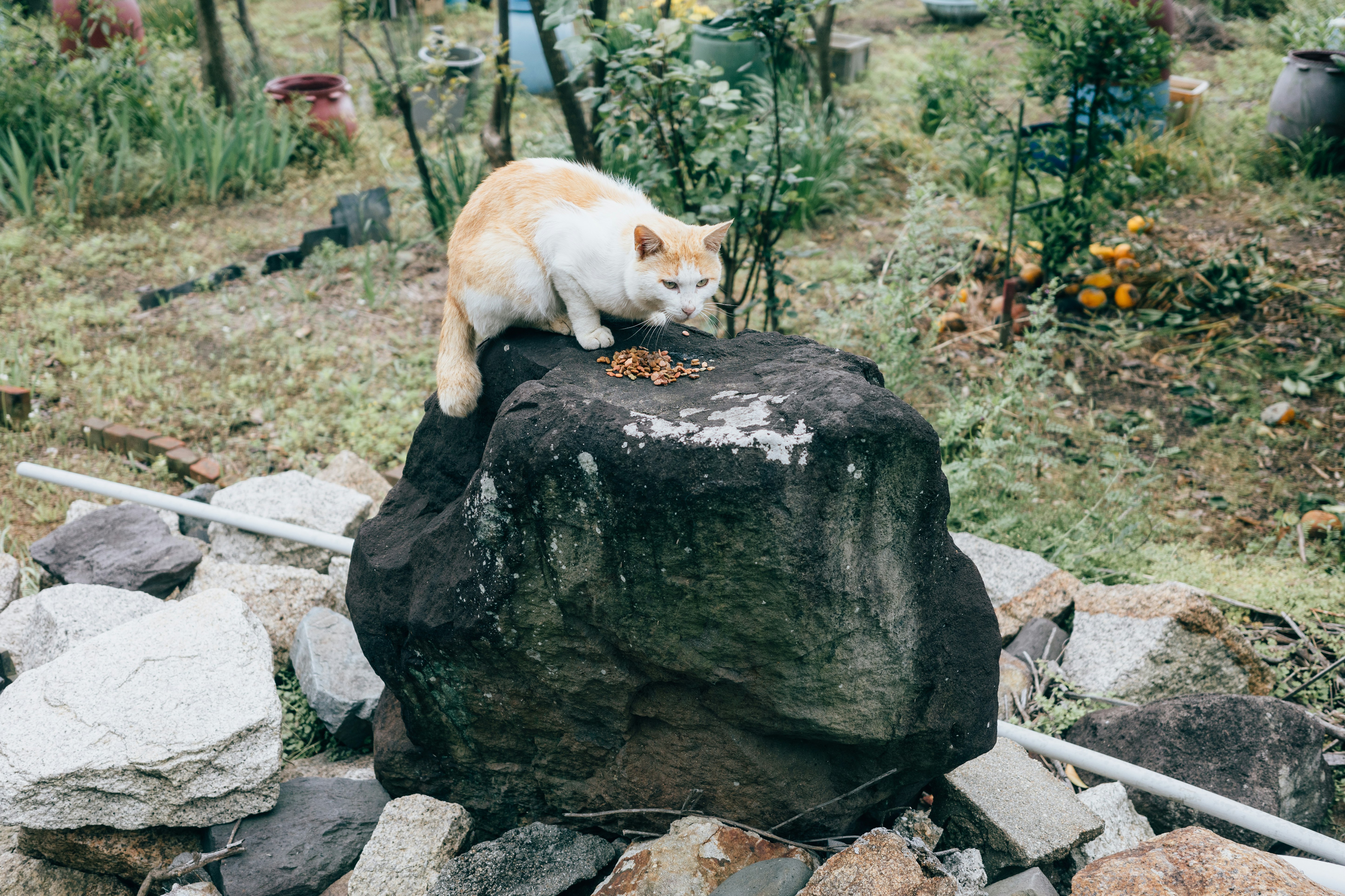 Katze frisst auf einem Gartengestein