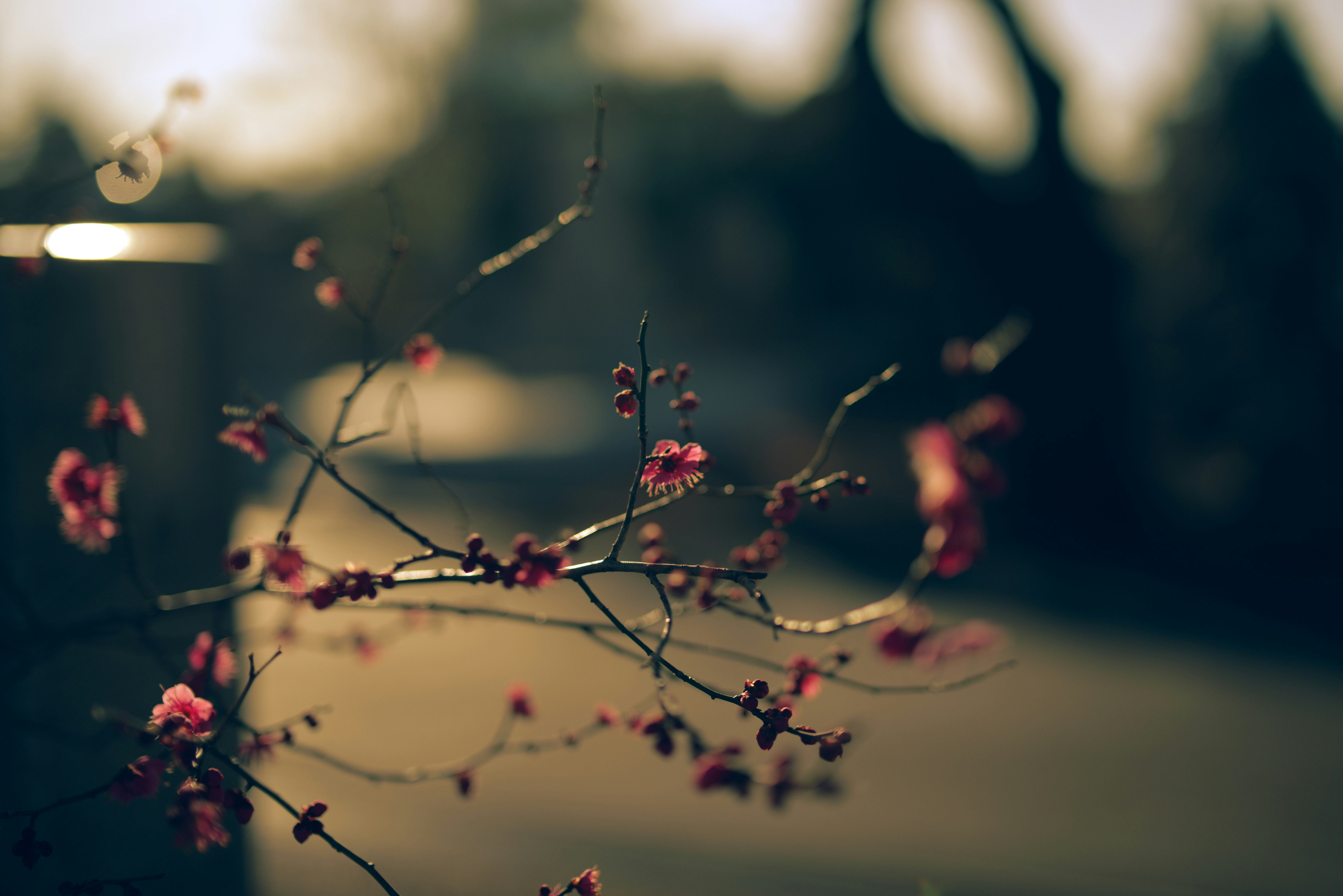 紅梅の枝先に咲く花のボケ背景