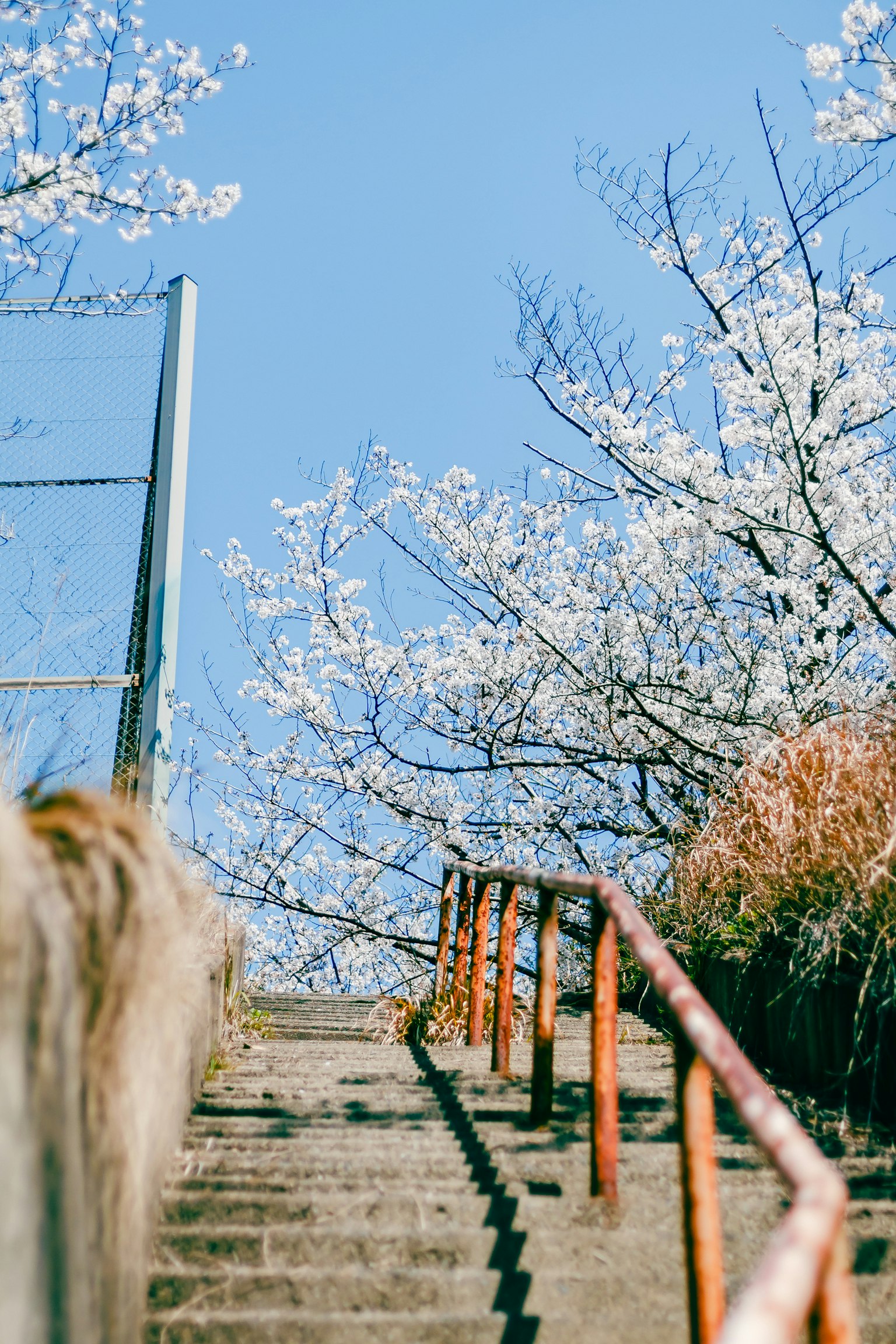 Scale che portano verso l'alto con ciliegi in fiore e cielo blu