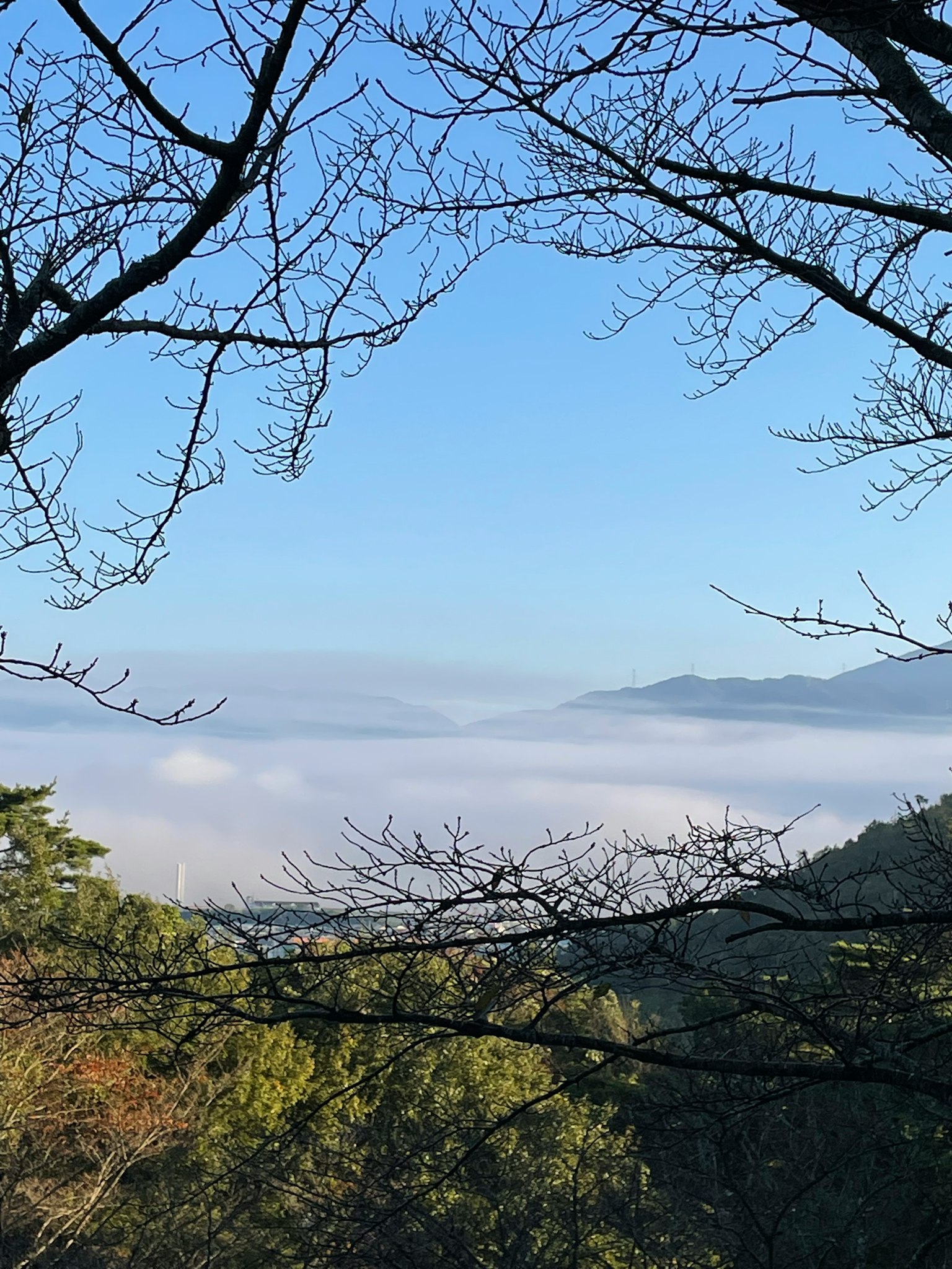 Siluet pohon di latar belakang langit biru dan lautan awan