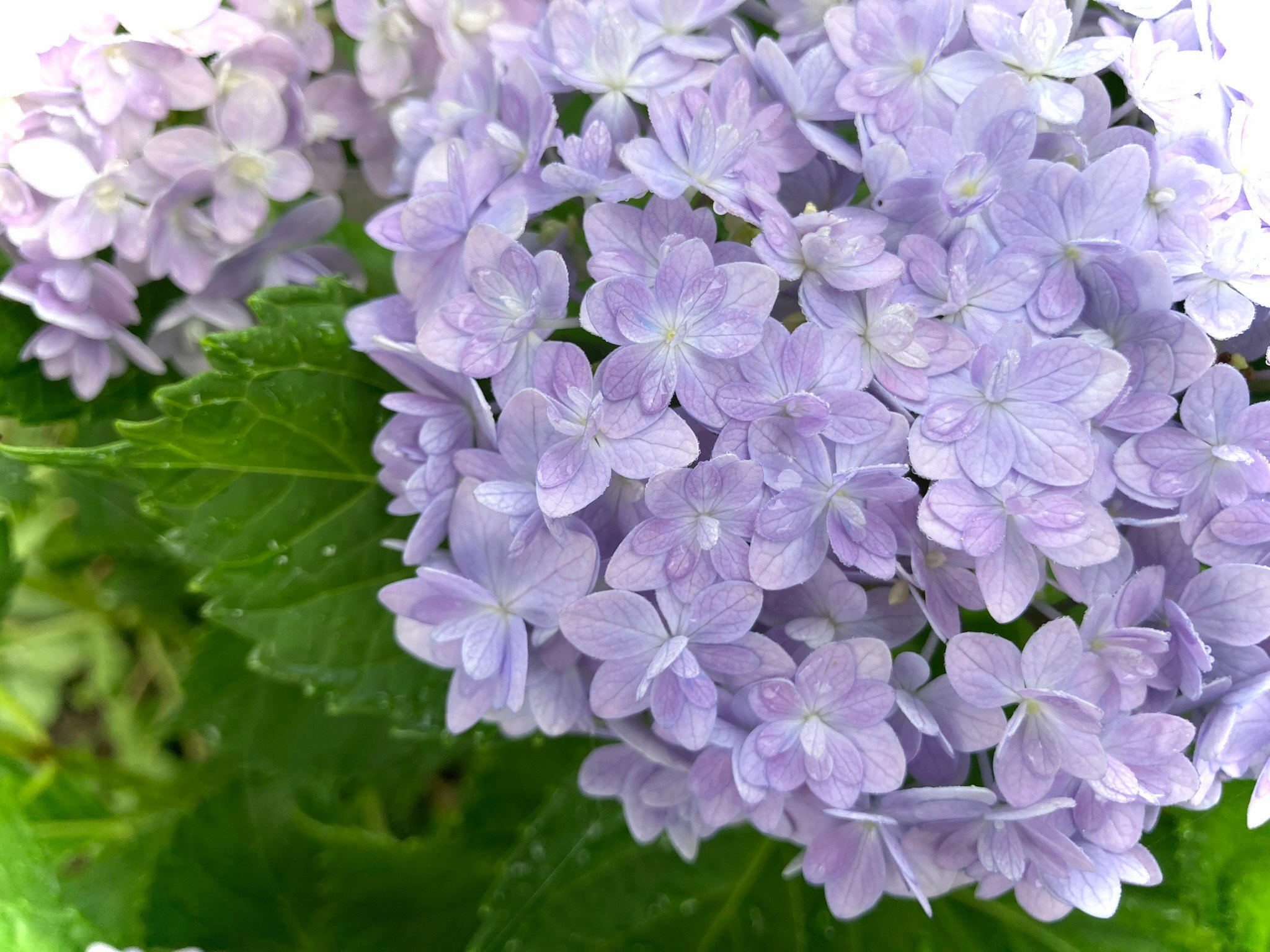 Primer plano de racimos de flores de hortensia