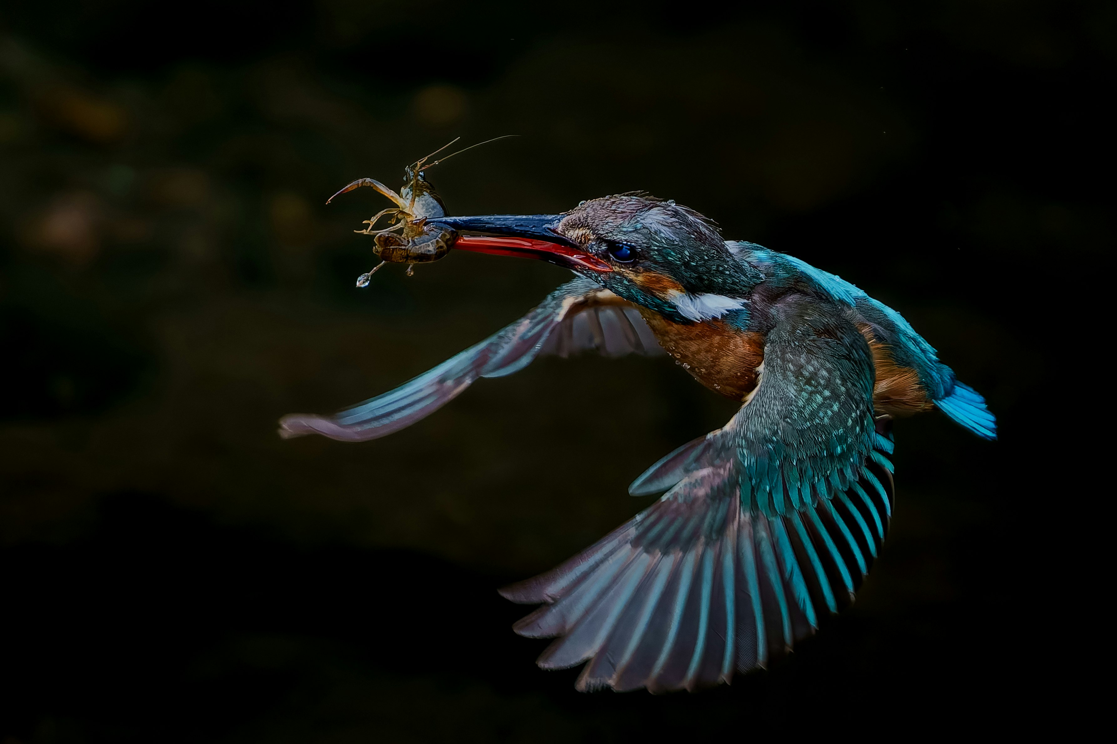 飛び立つ青い鳥の羽ばたき