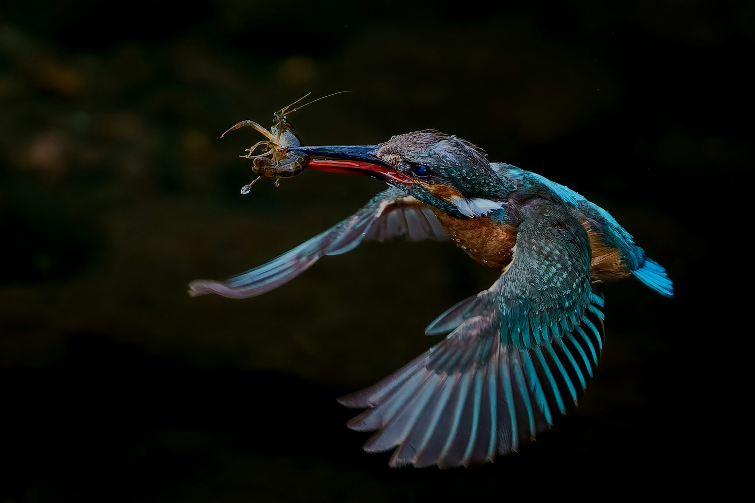 Martin pescatore vibrante in volo che cattura un gambero
